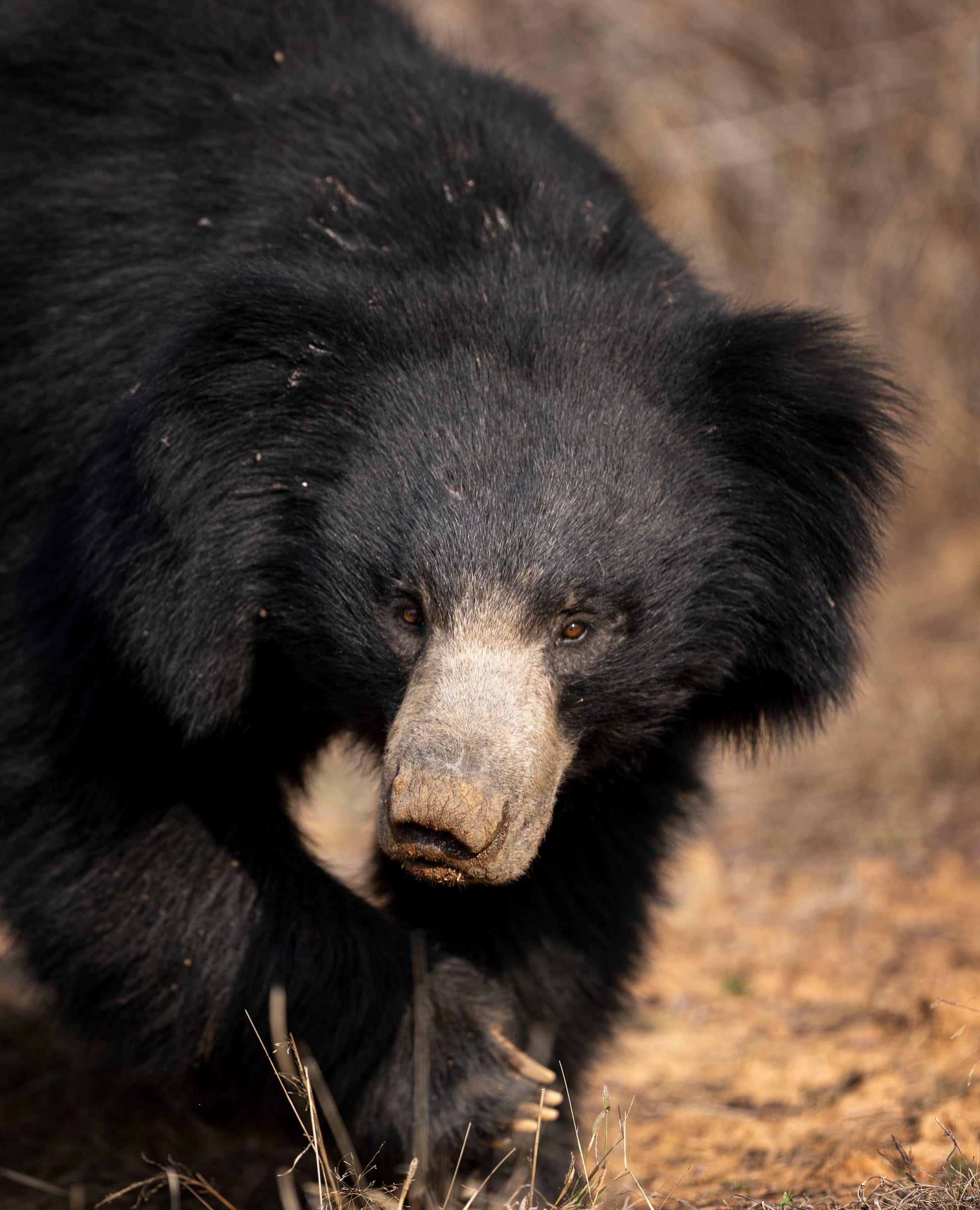 Sloth Bear