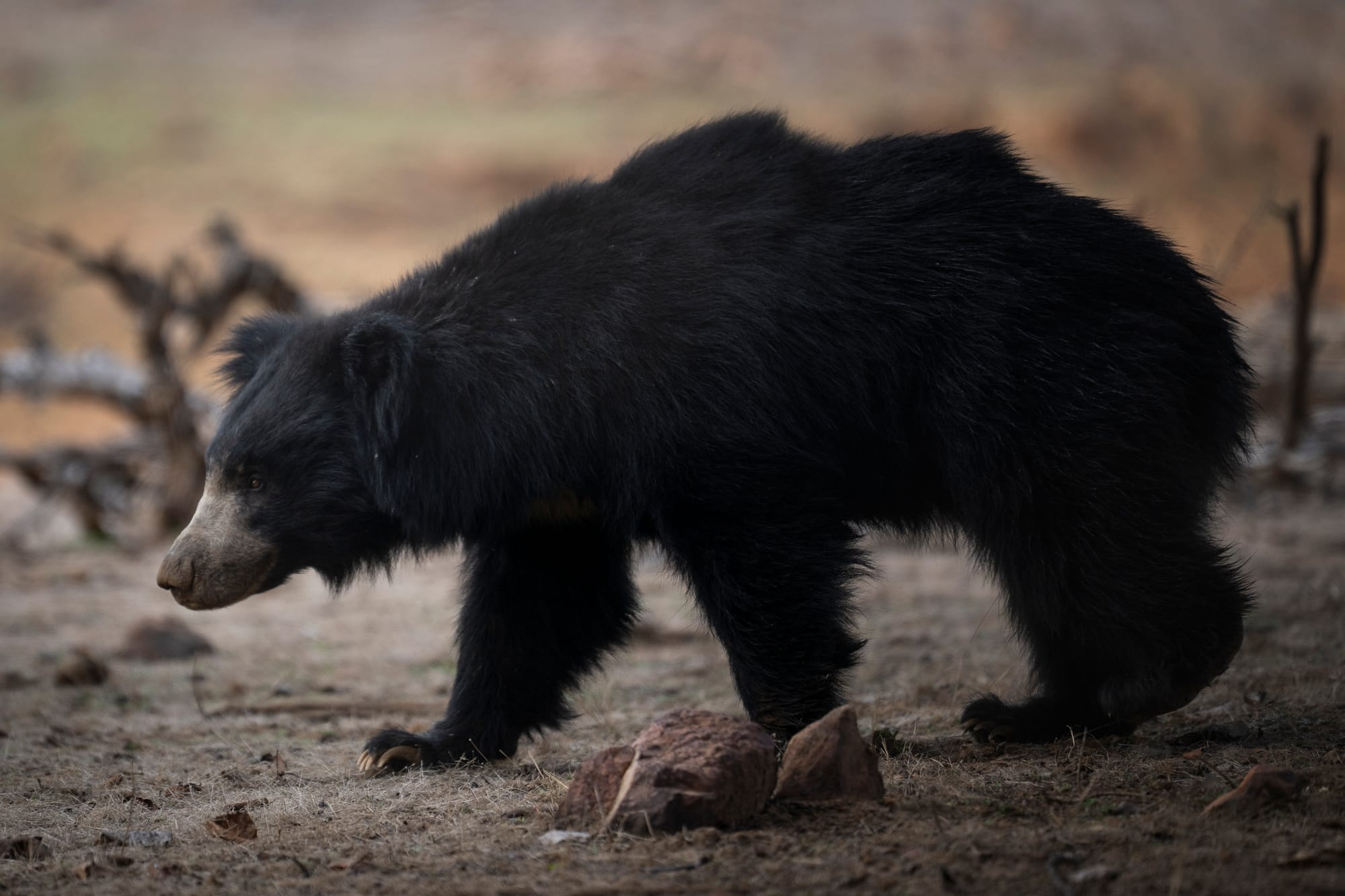 Sloth Bear