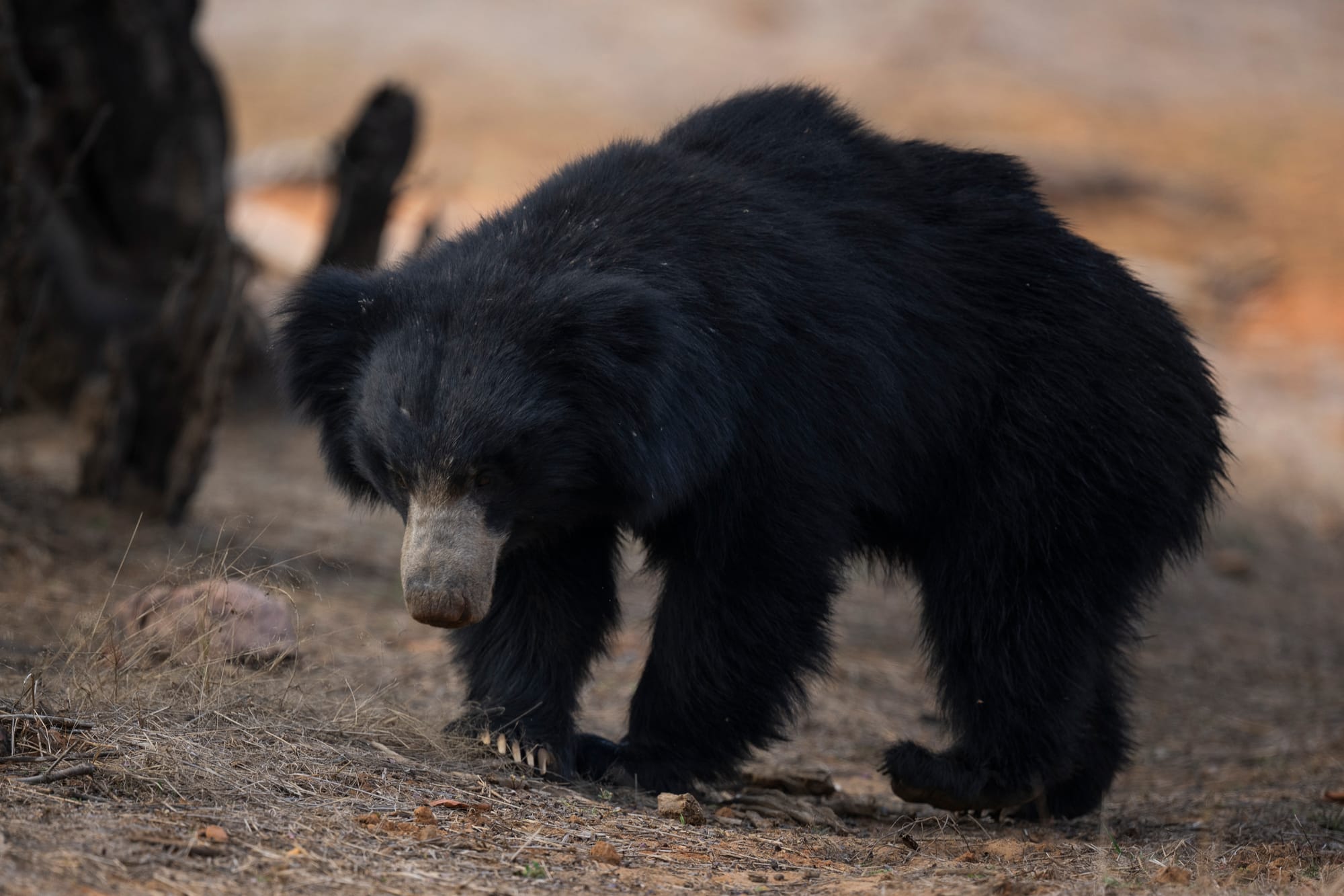 Sloth Bear