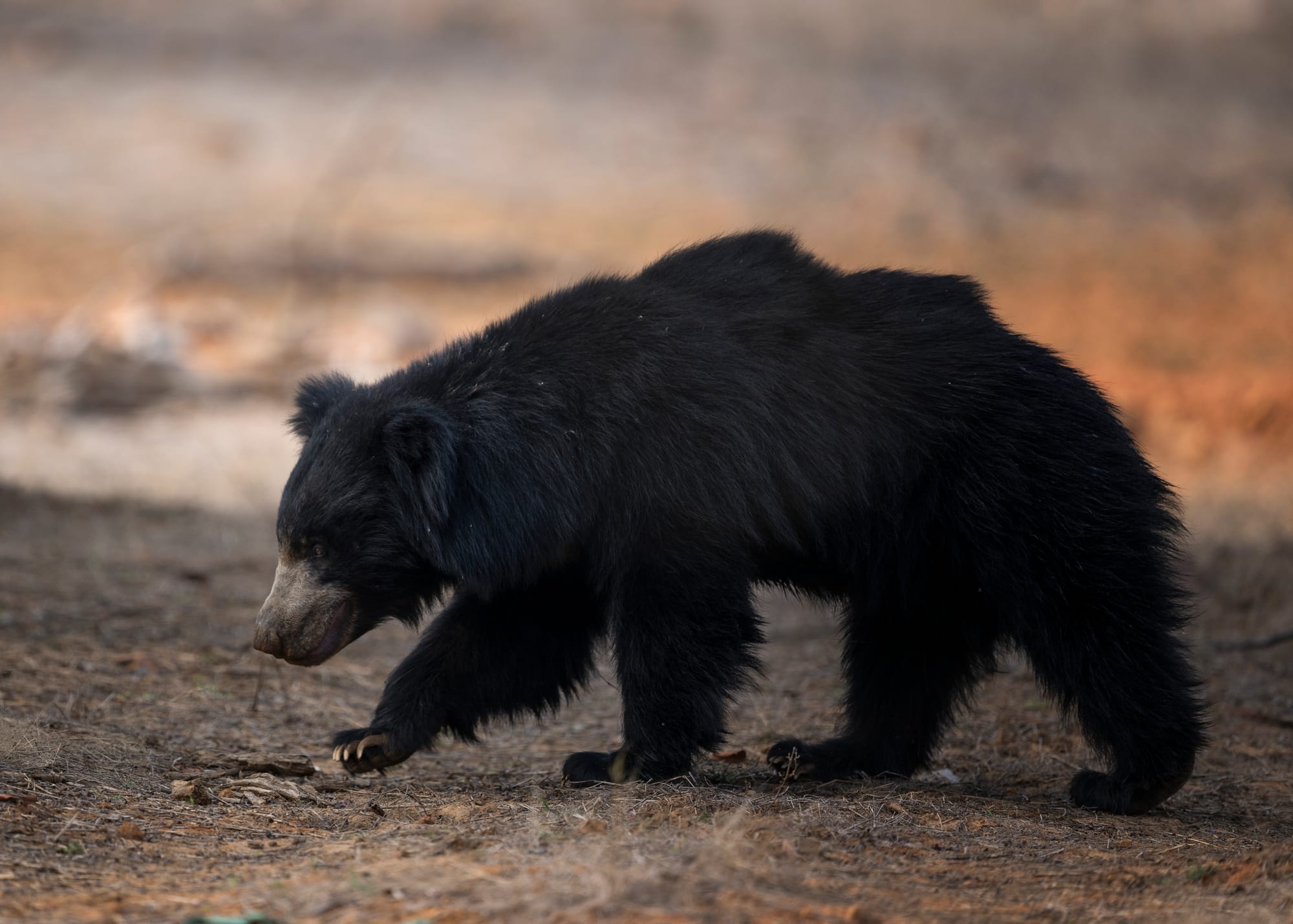 Sloth Bear