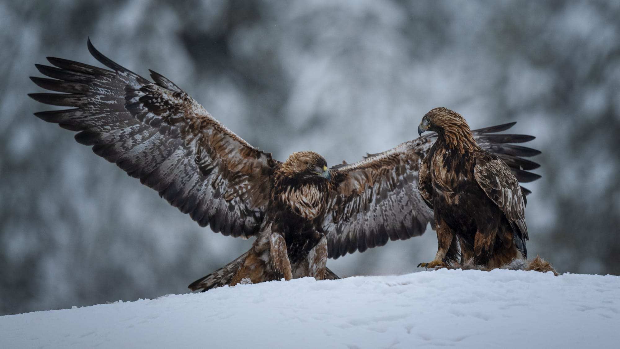 Eagles & Owls