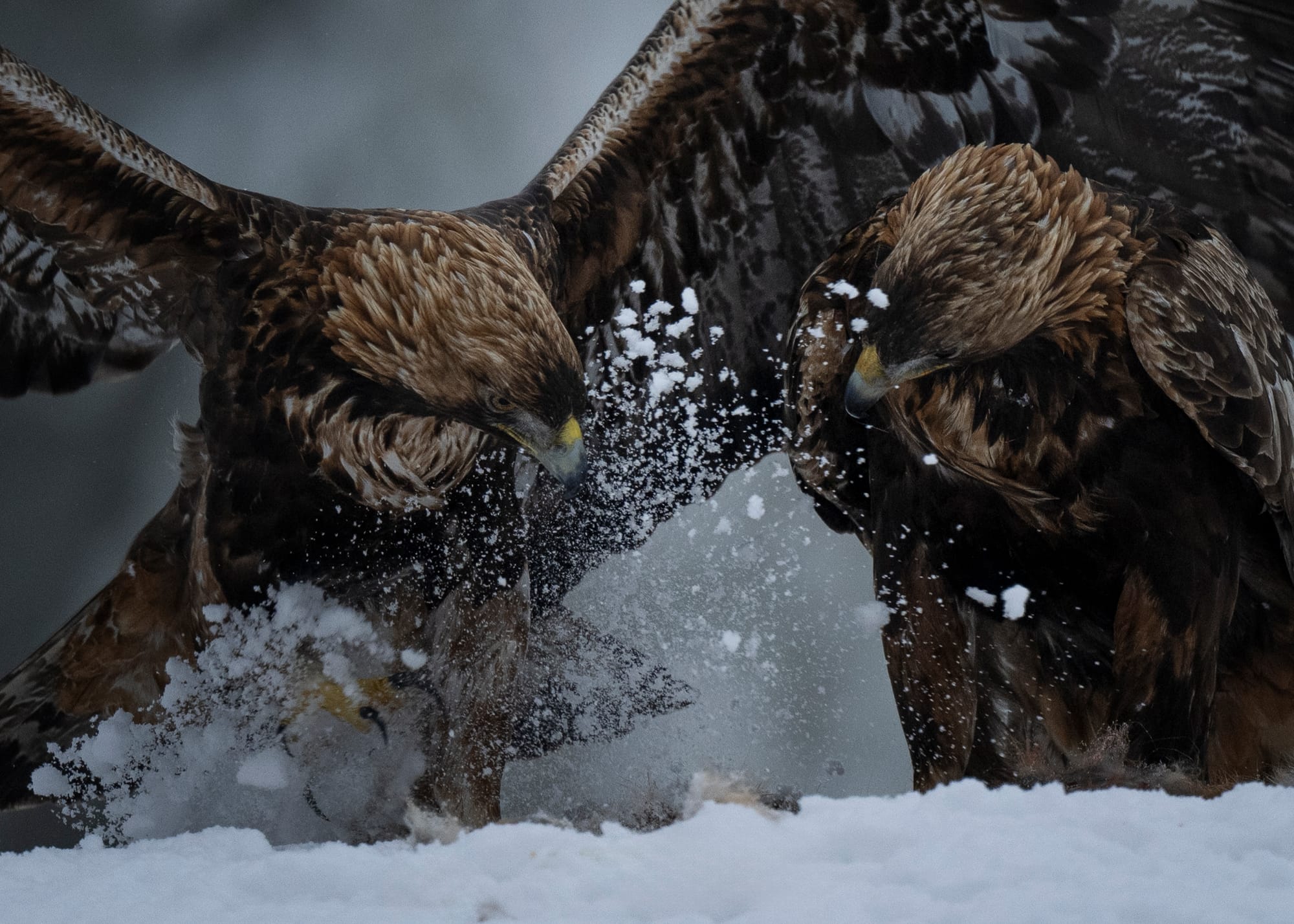 Eagles & Owls