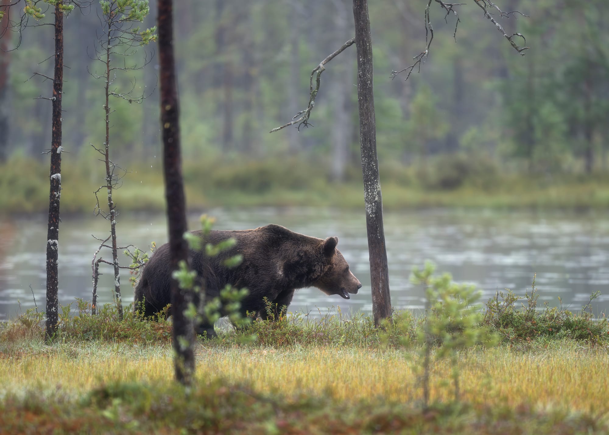 Bears