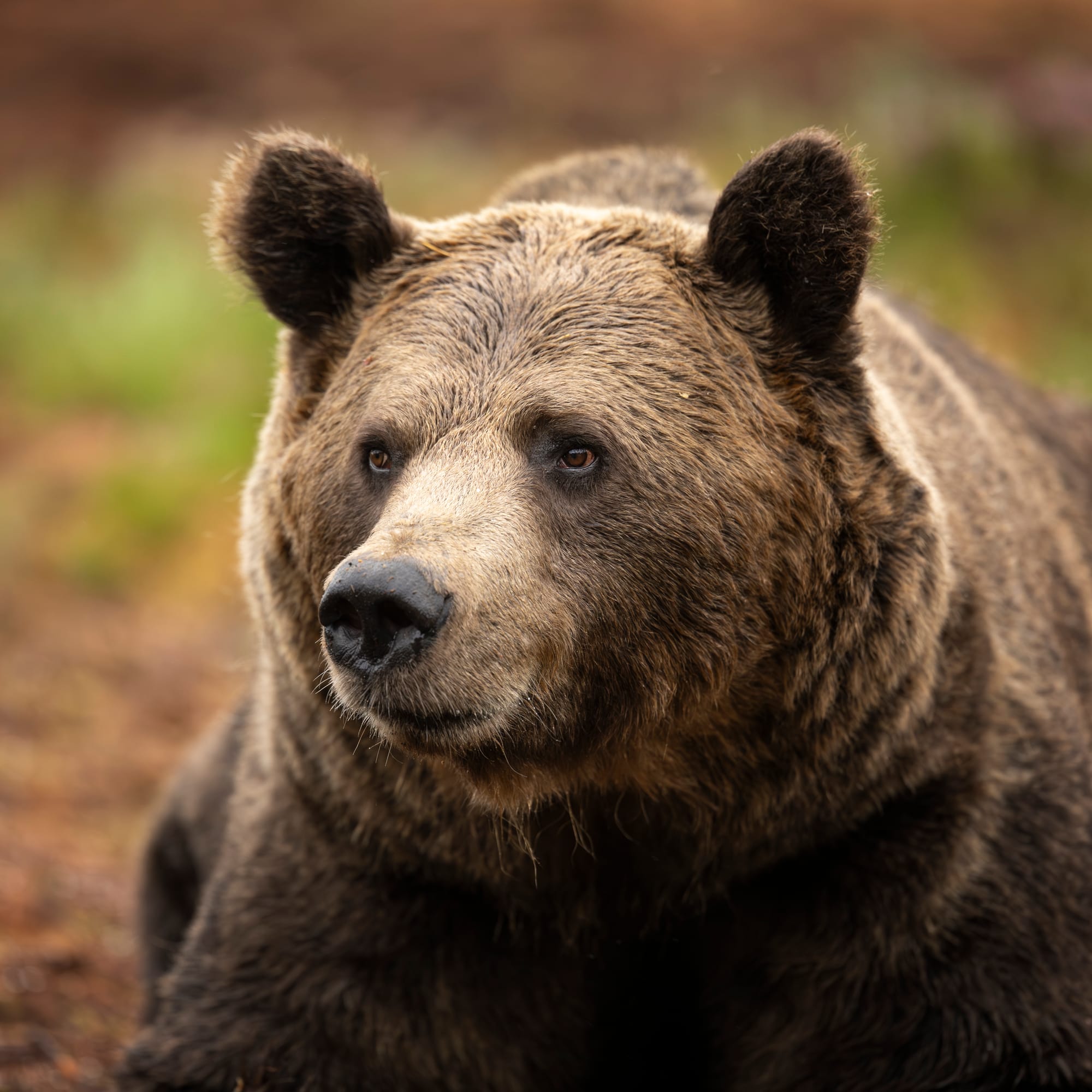 Bears