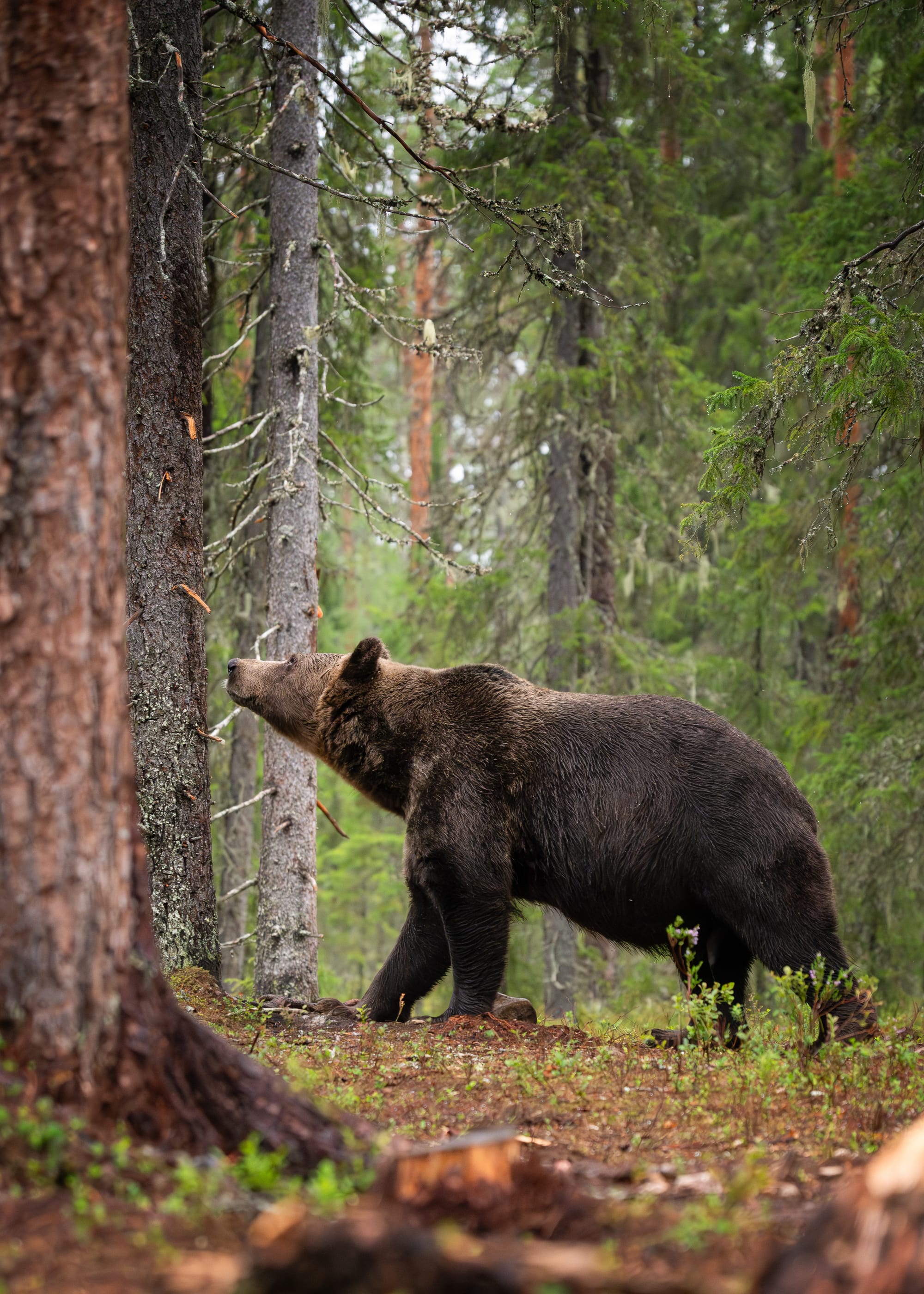 Bears
