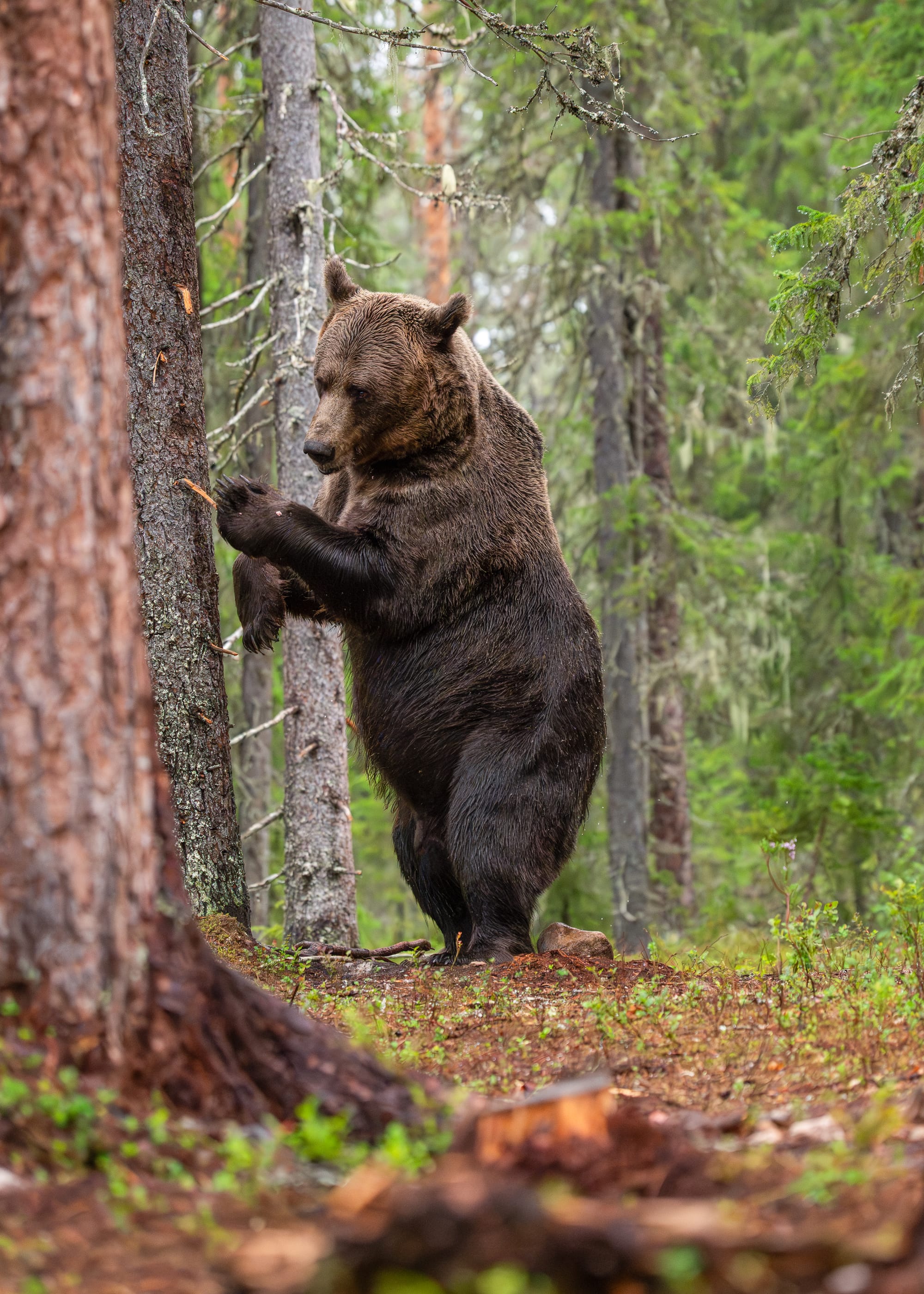 Bears