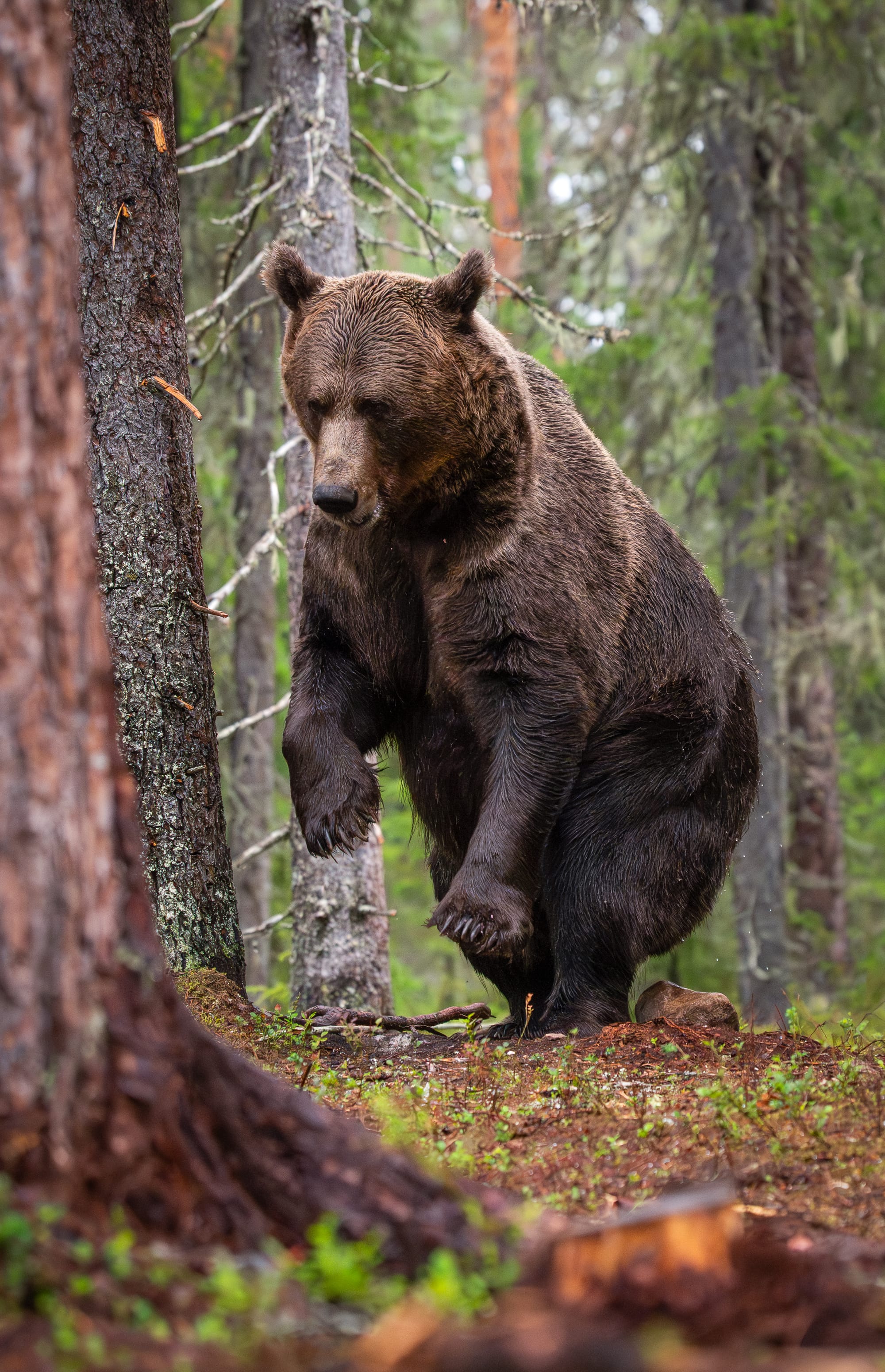 Bears