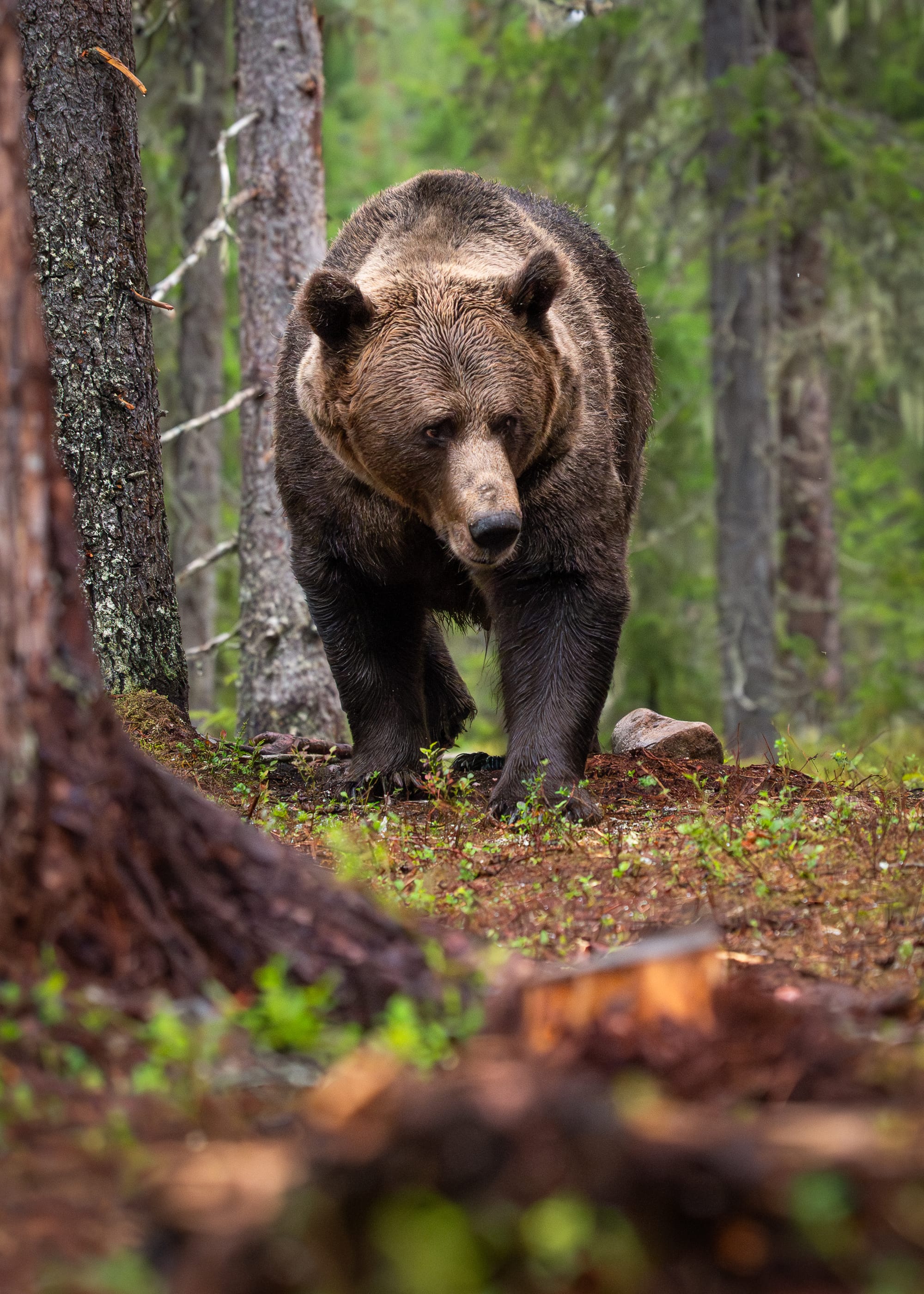 Bears
