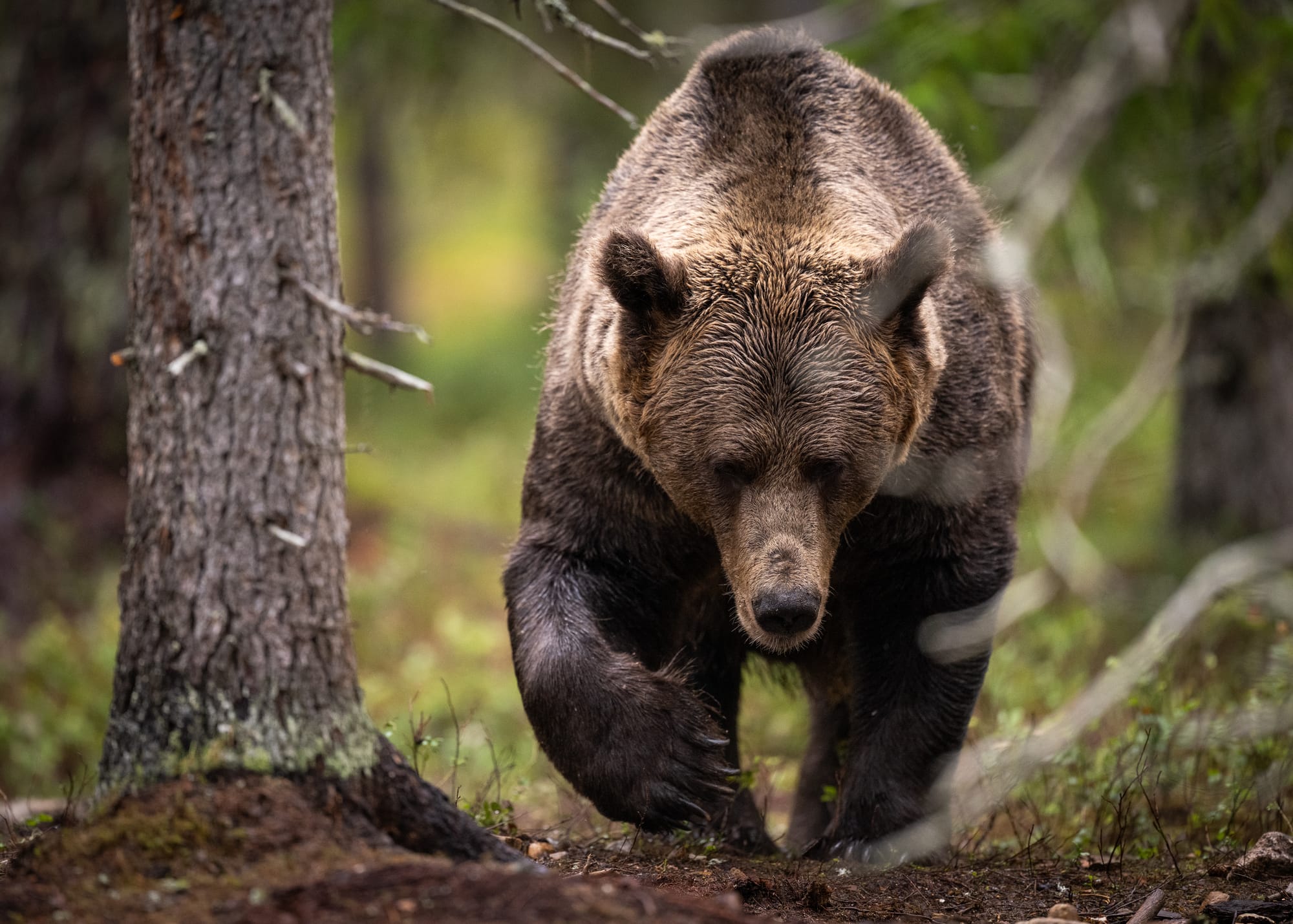 Bears