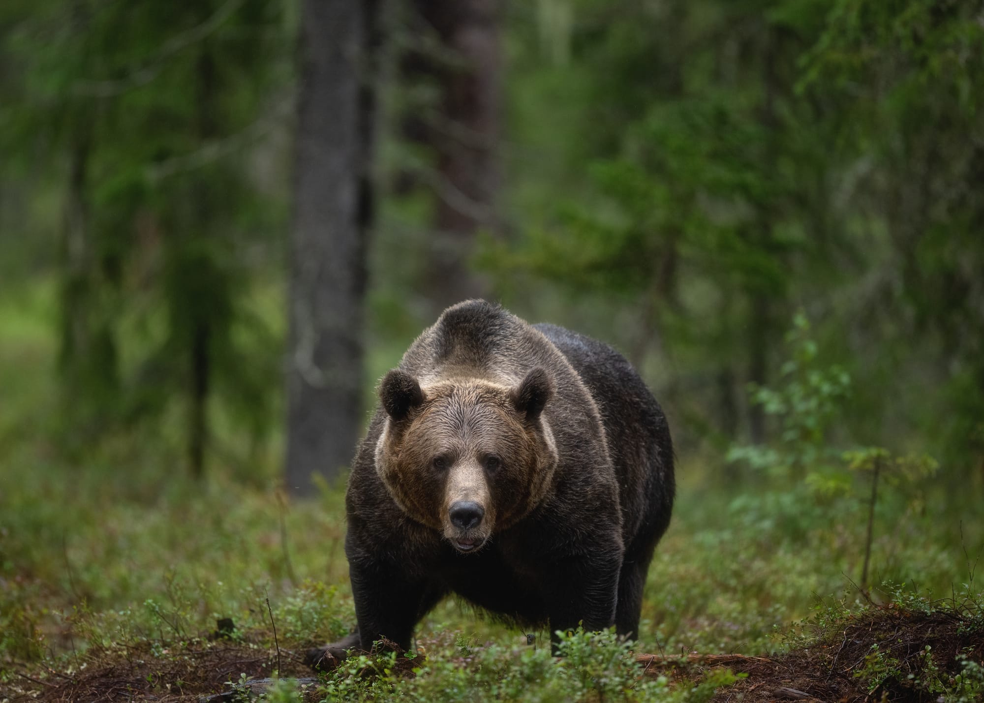 Bears