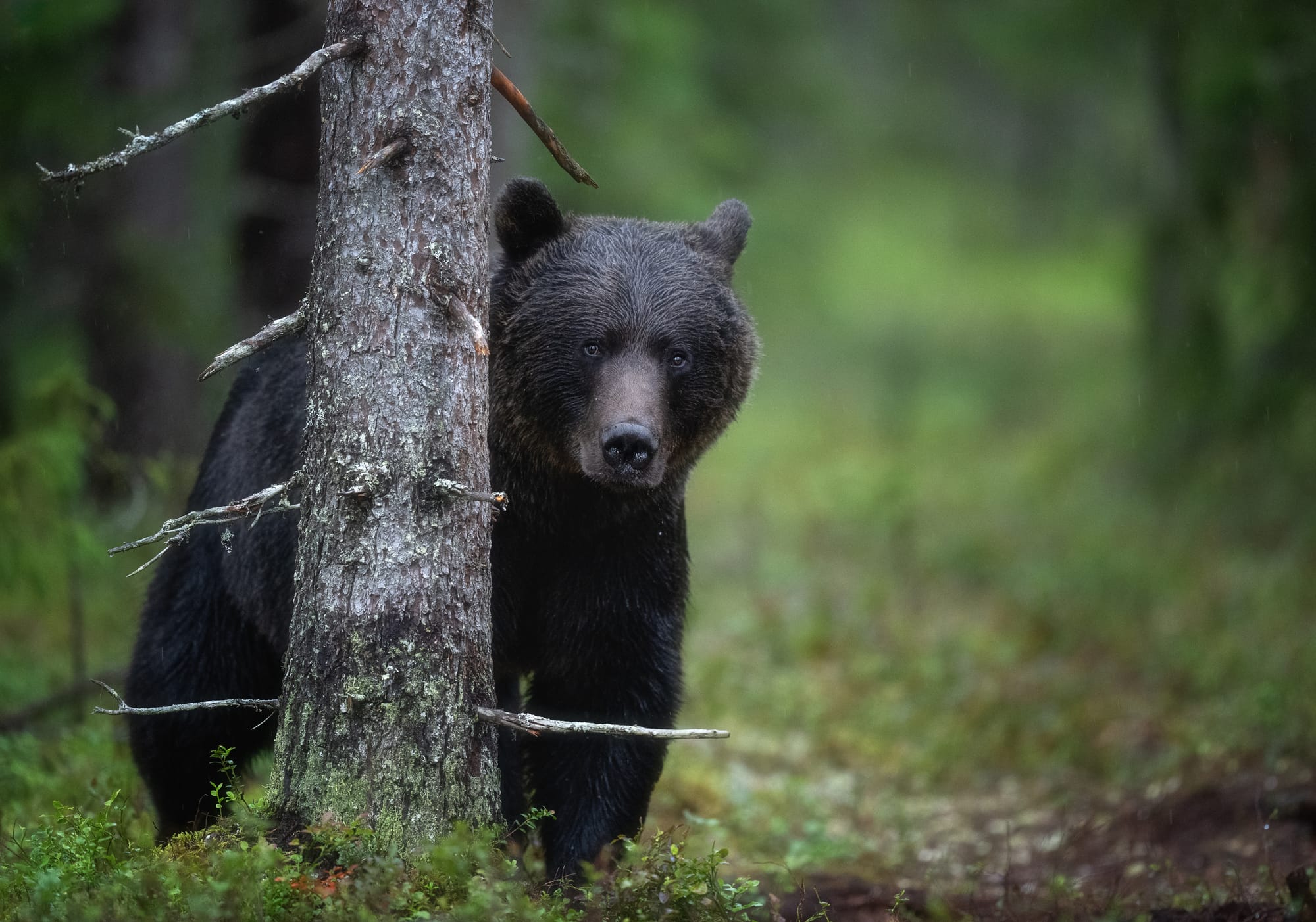 Bears