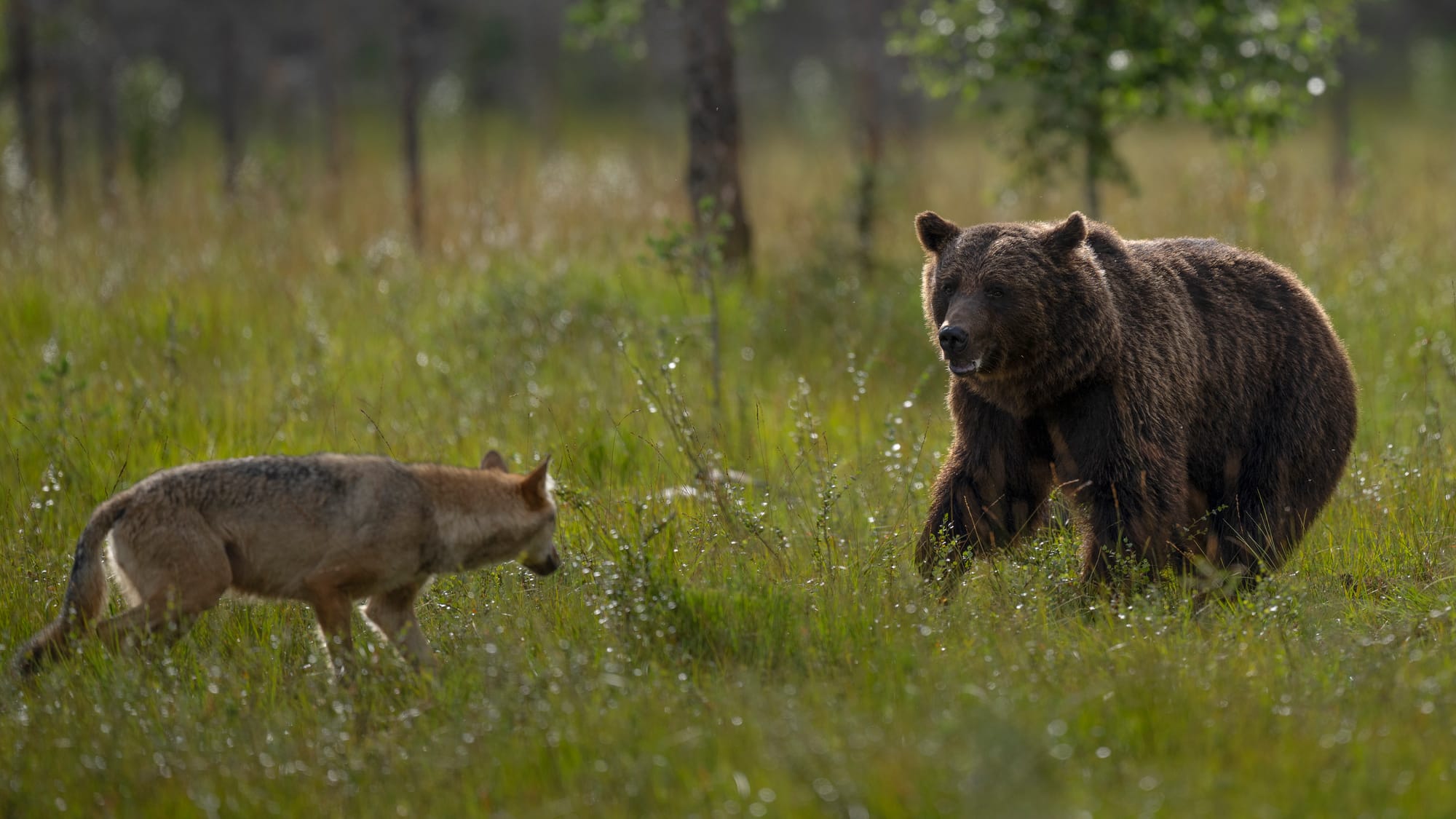 Bears