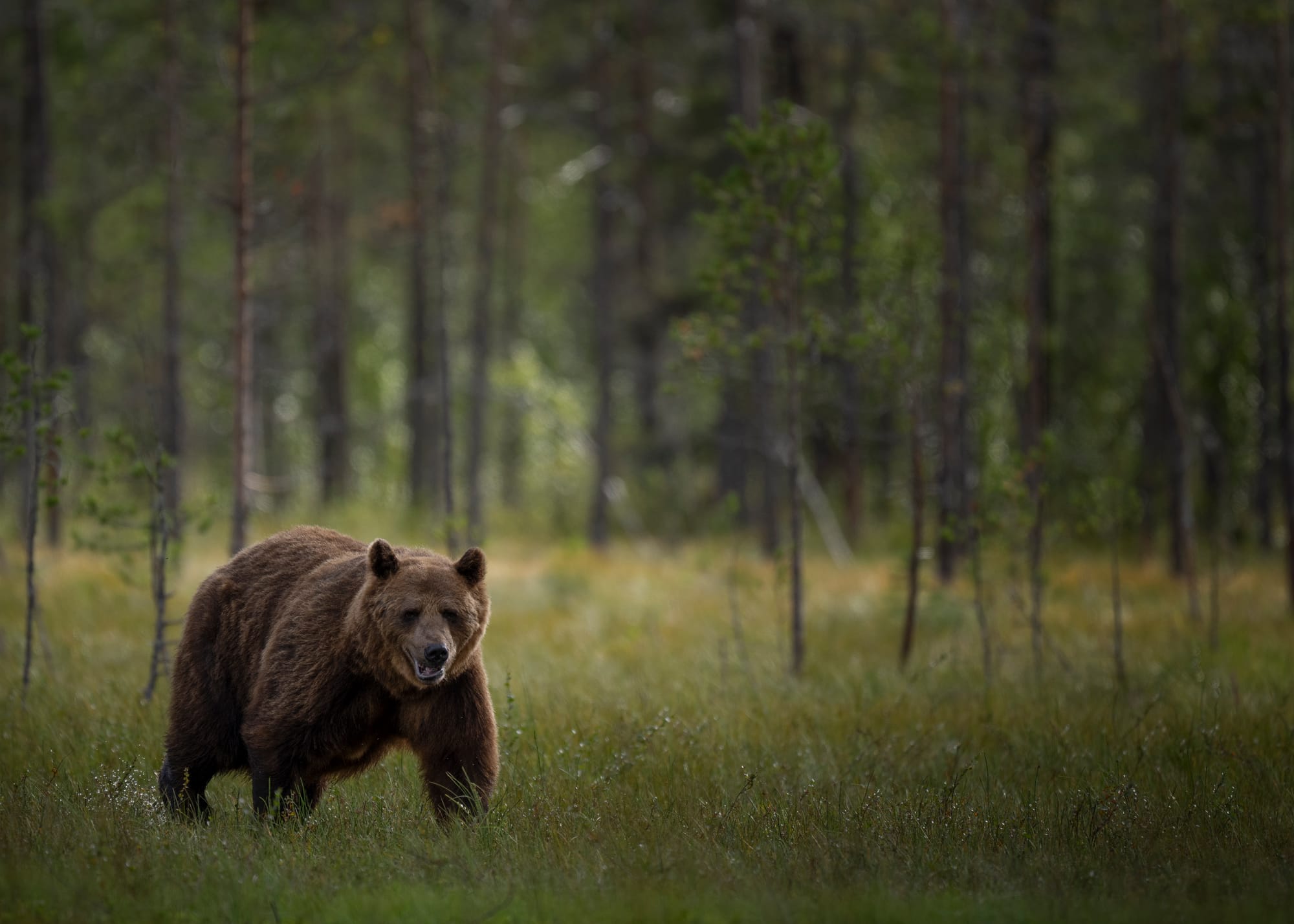 Bears