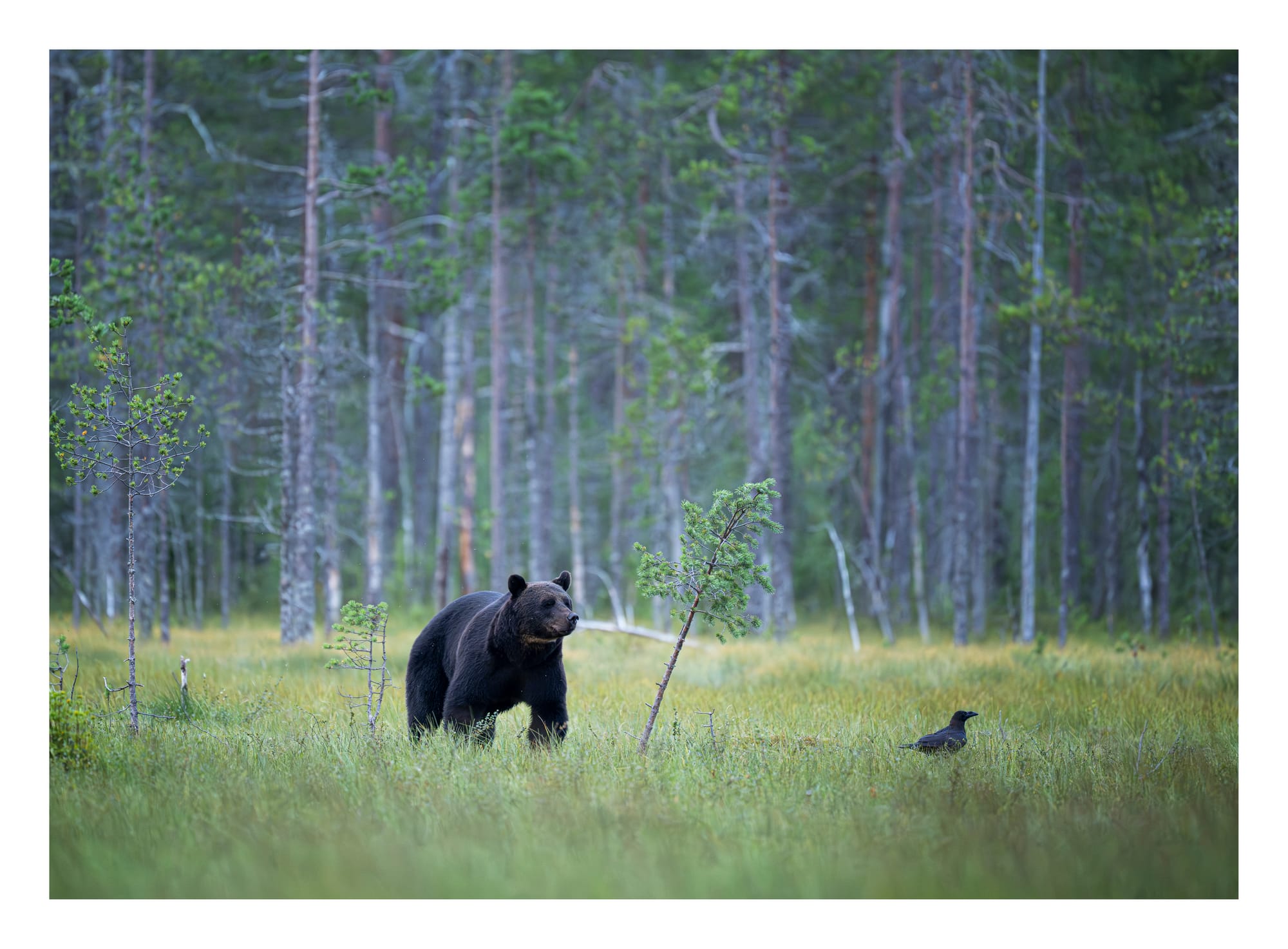 Bears