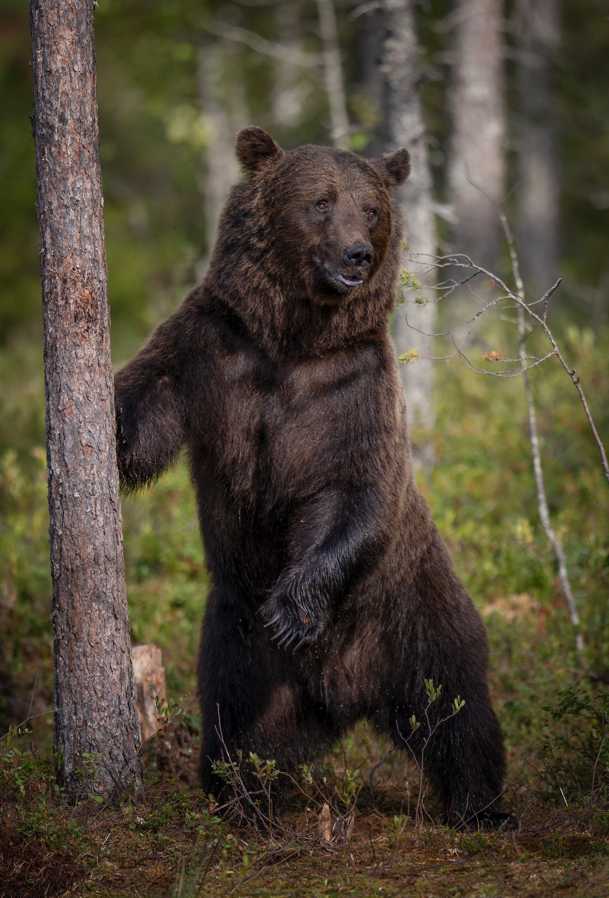 Bears