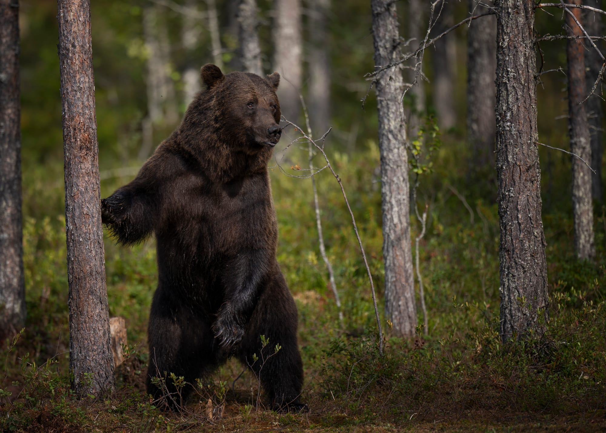 Bears