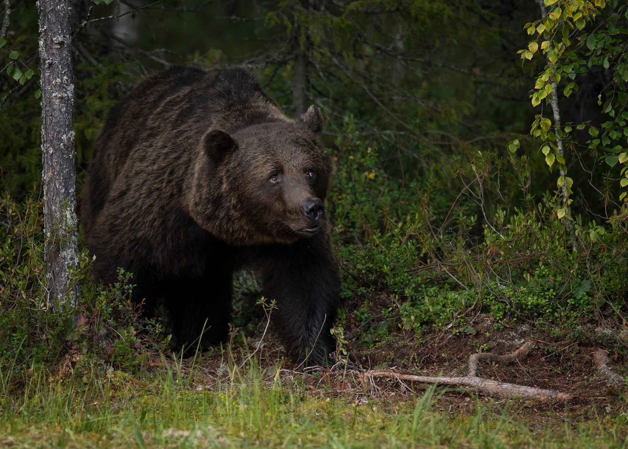 Bears