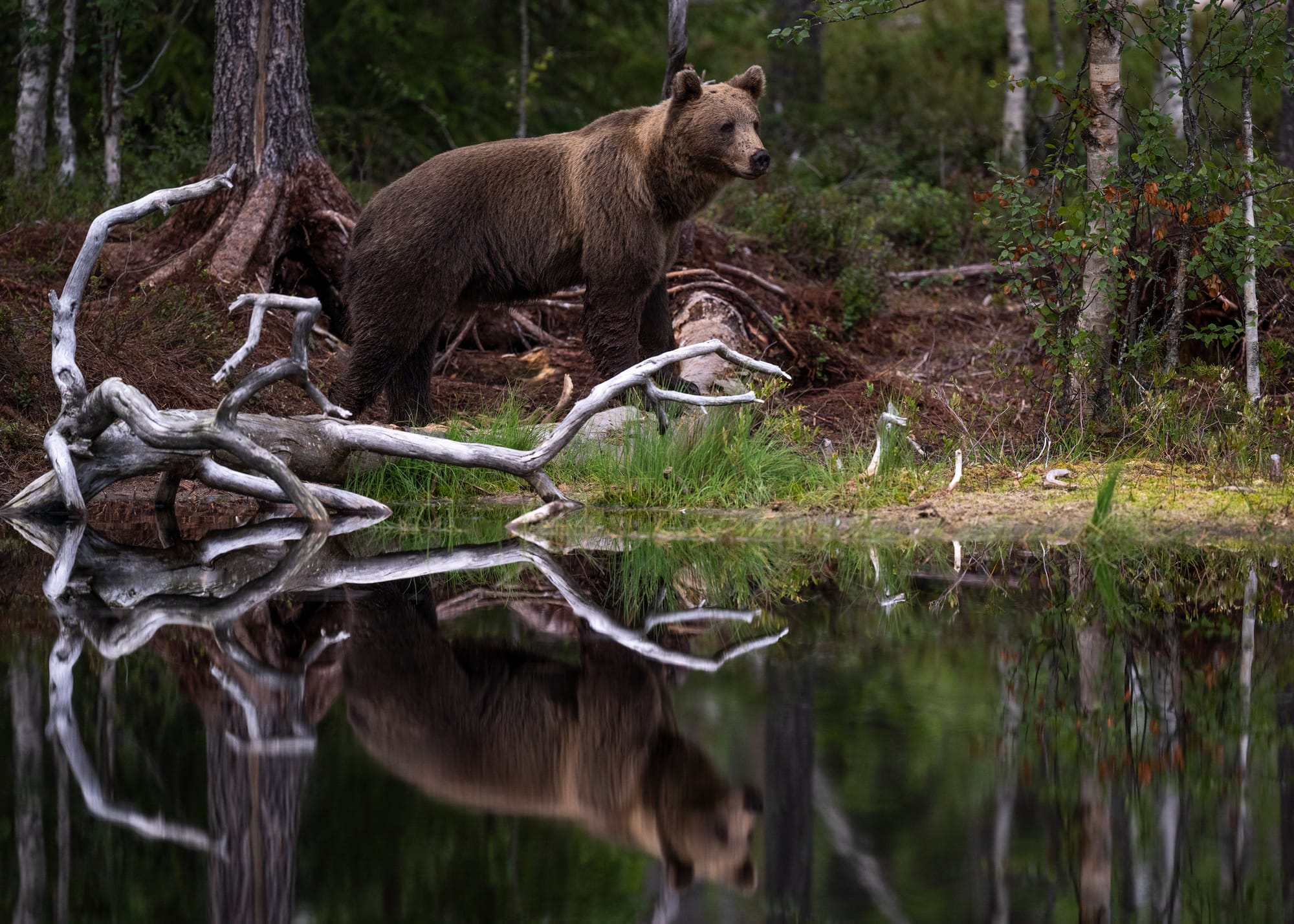 Bears