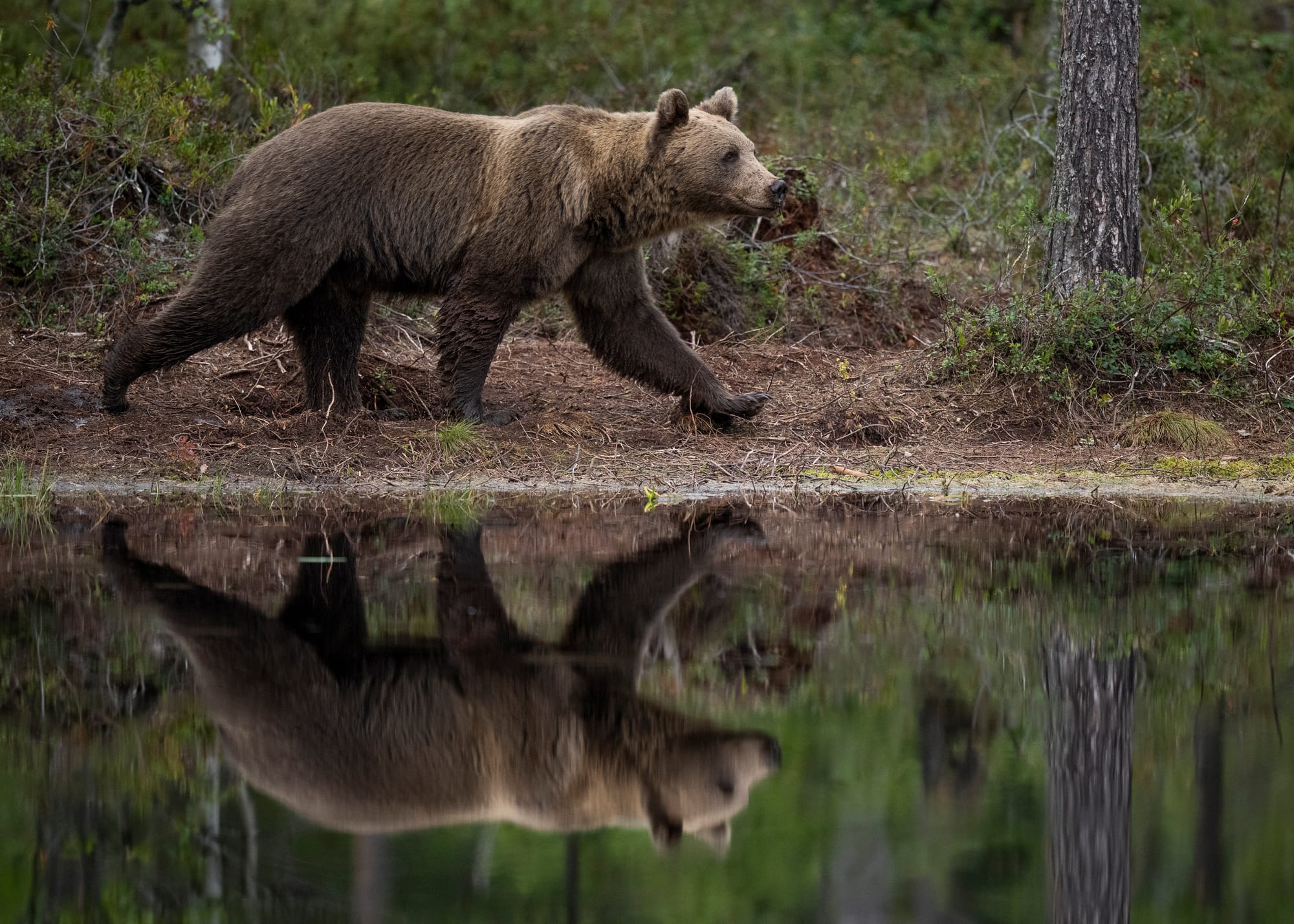 Bears