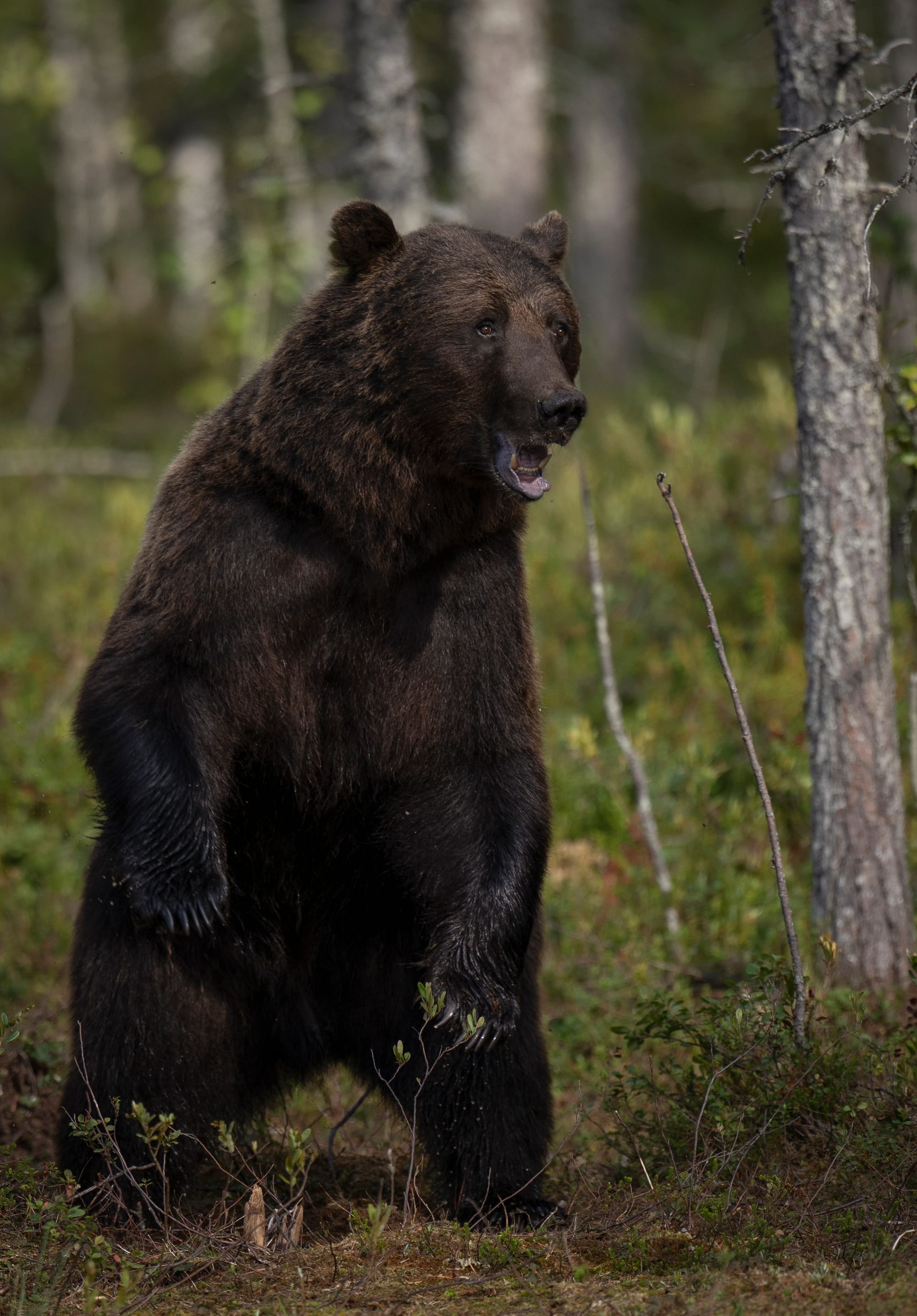 Bears
