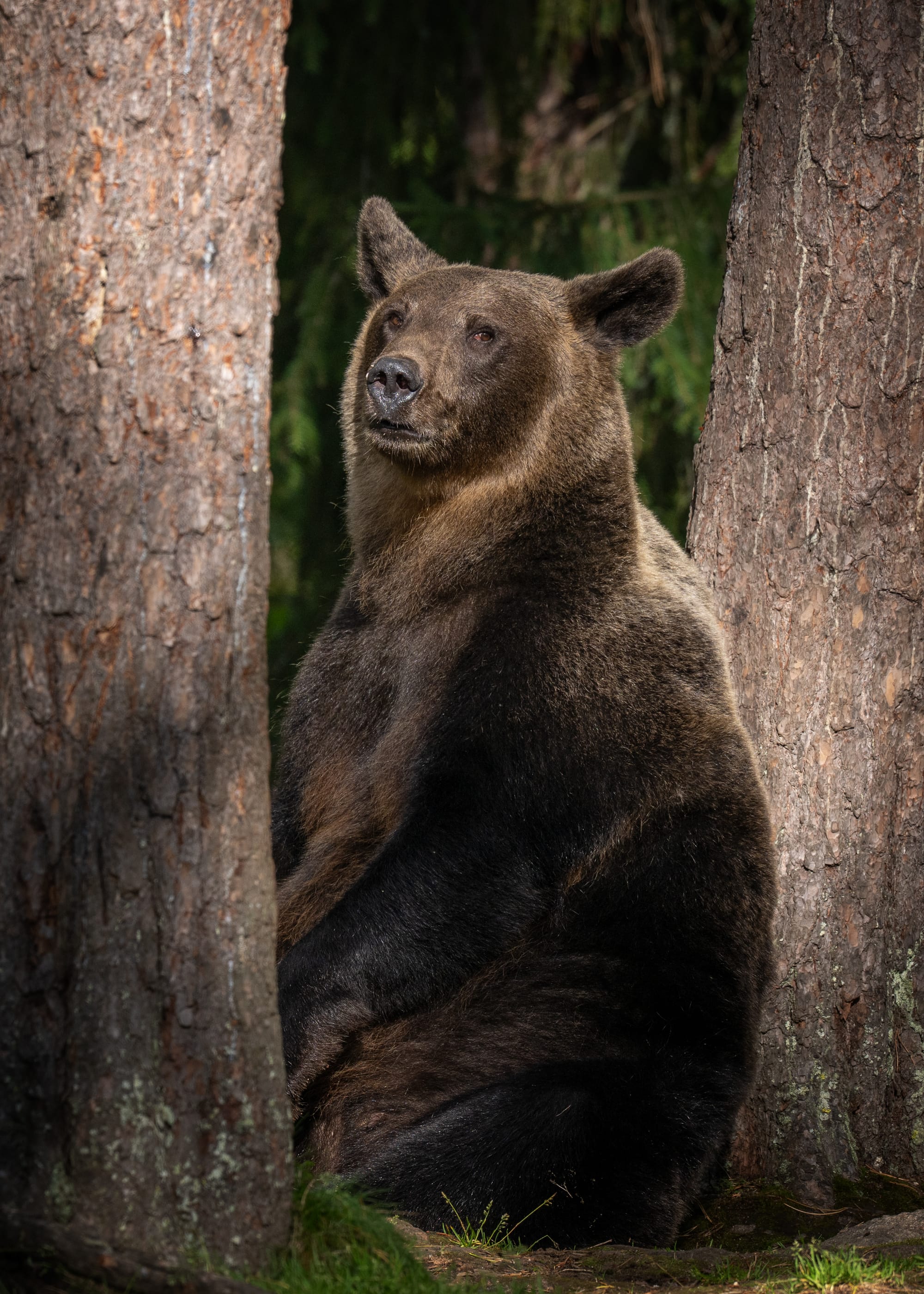 Bears