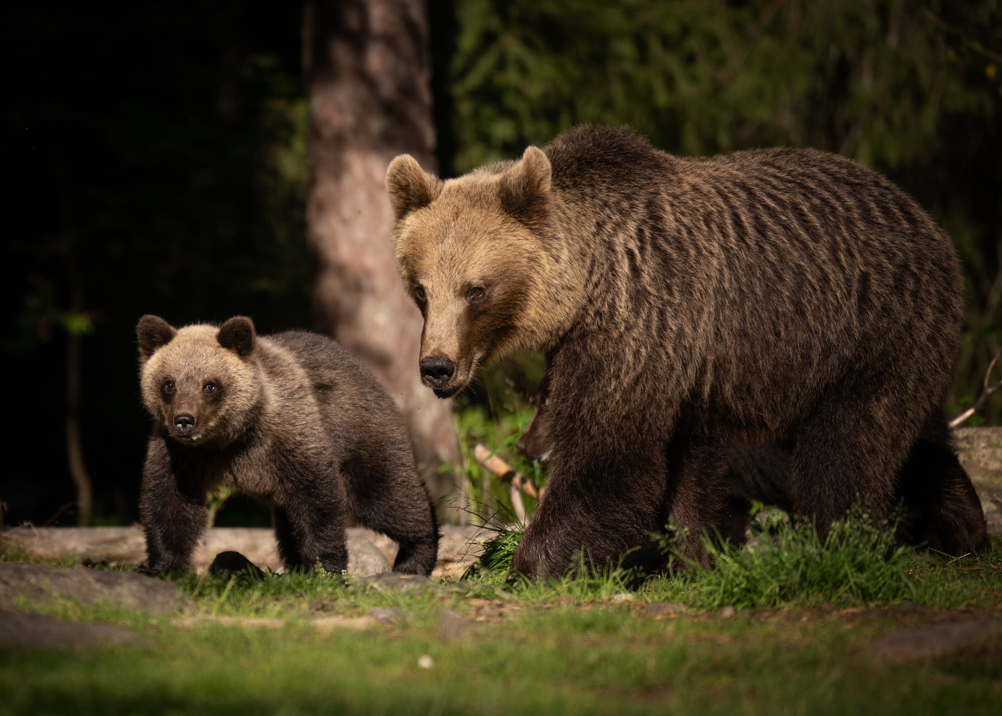 Bears