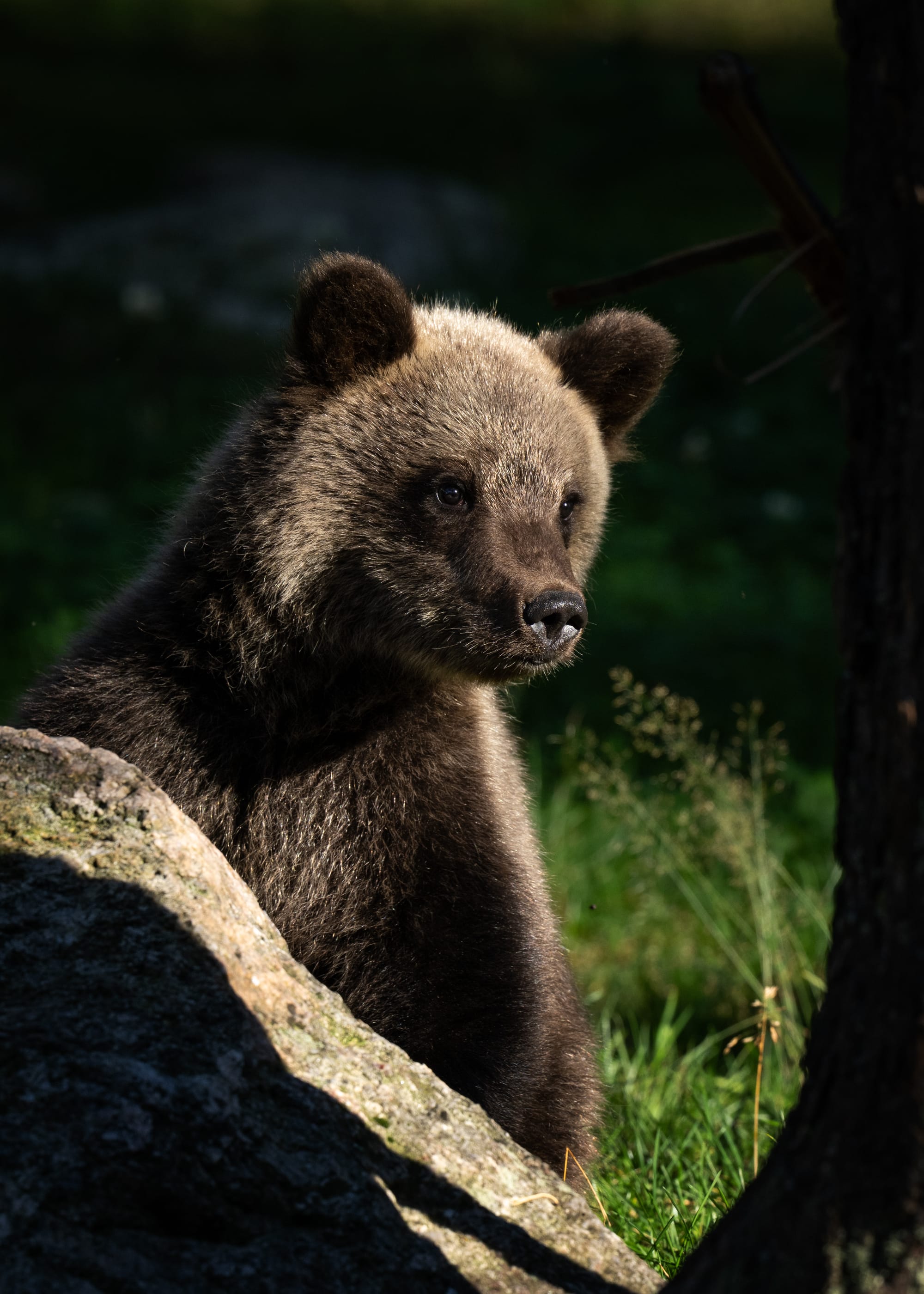 Bears