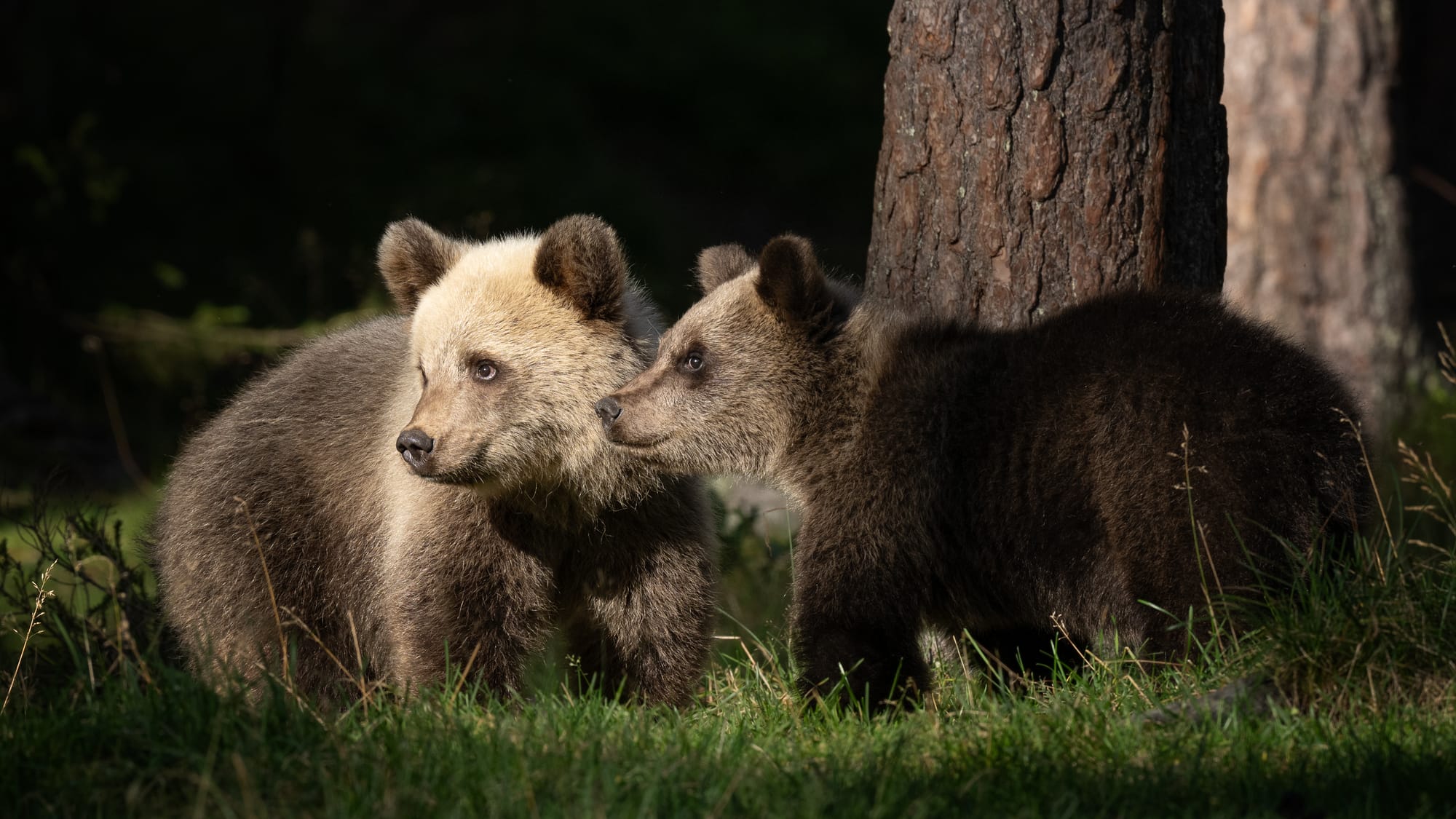 Bears