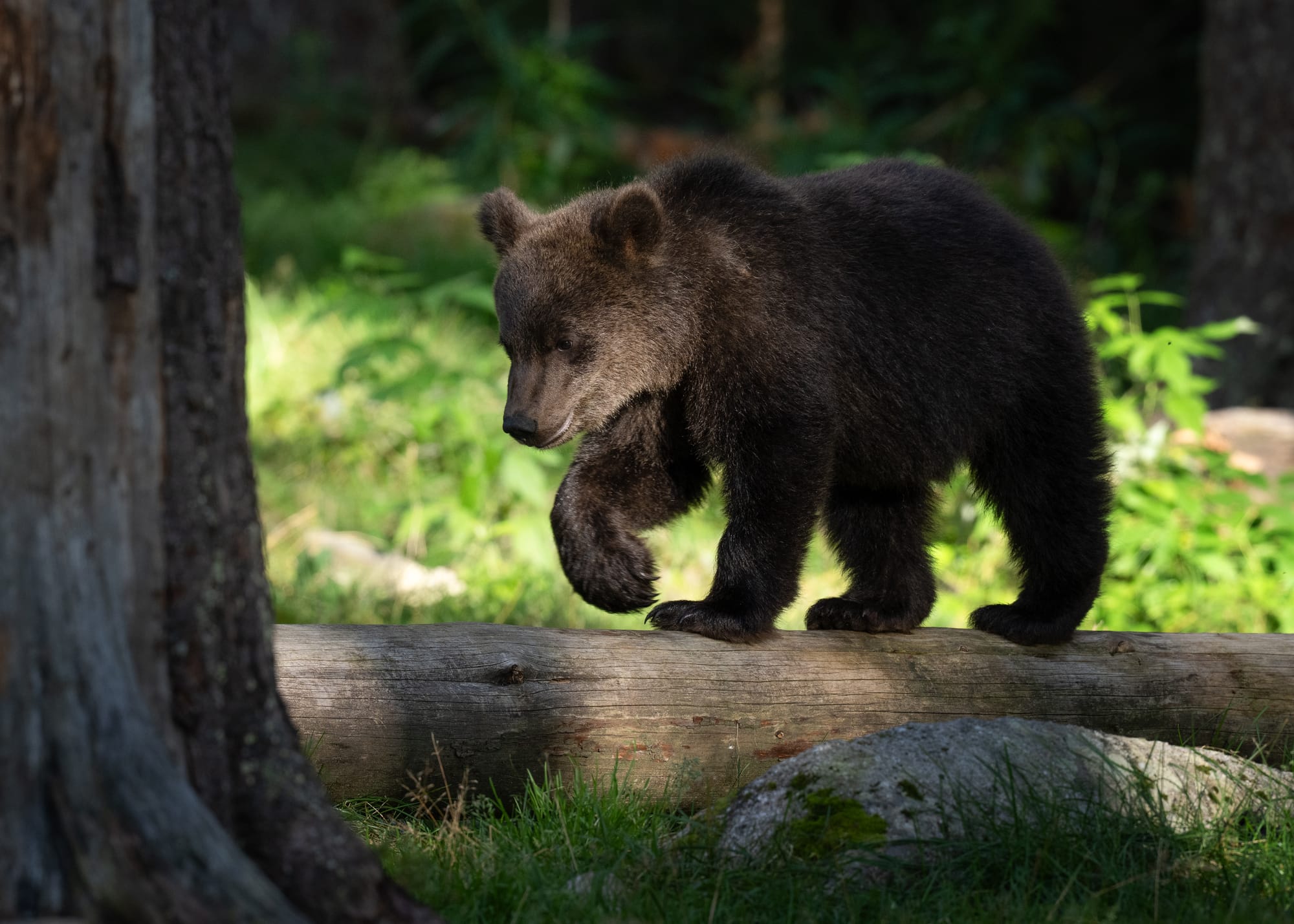 Bears