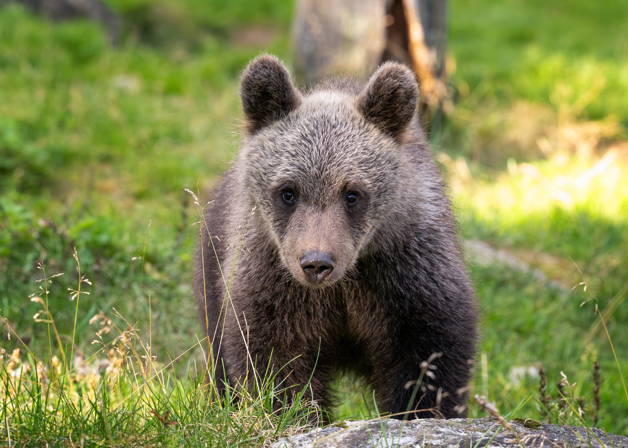 Bears