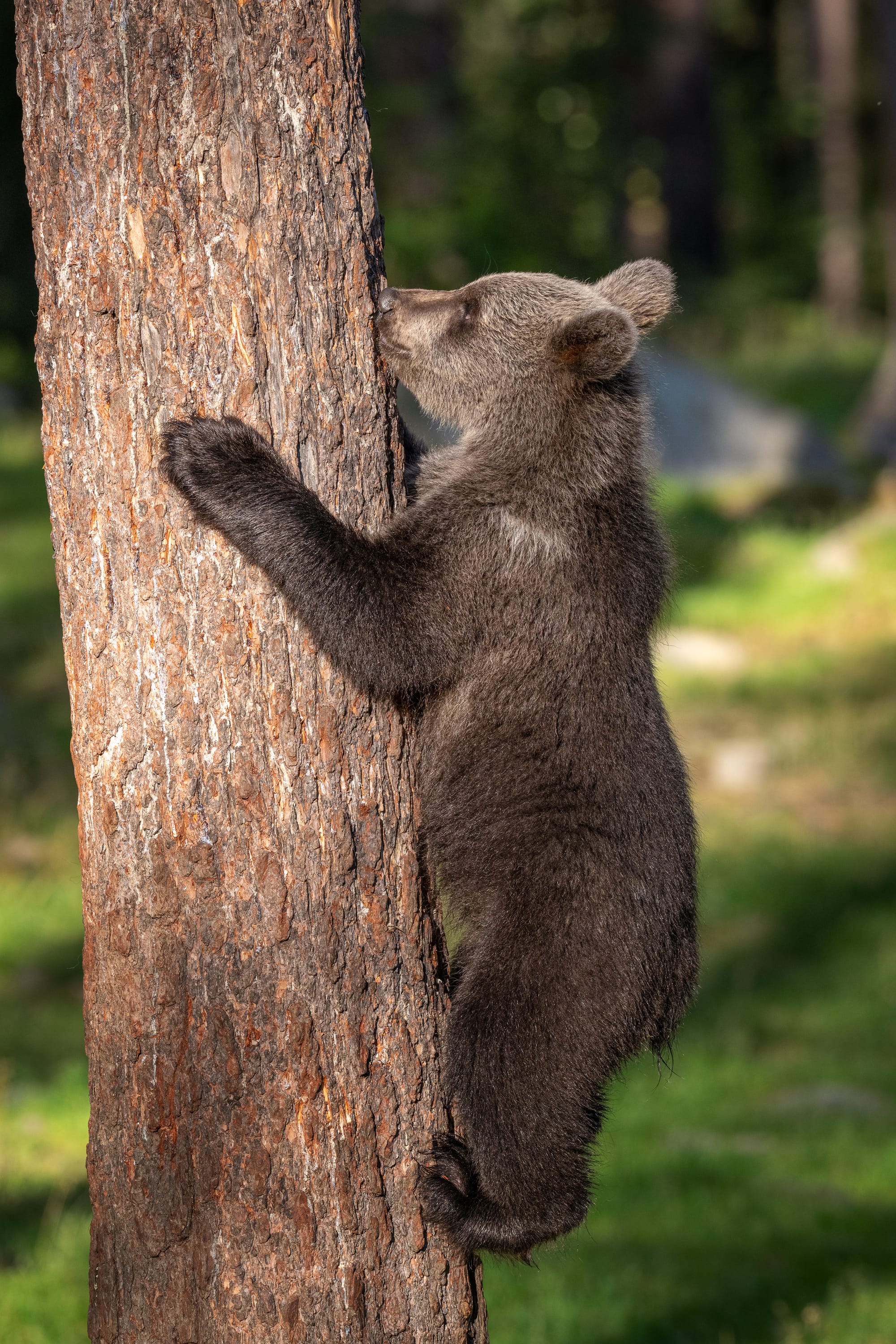 Bears