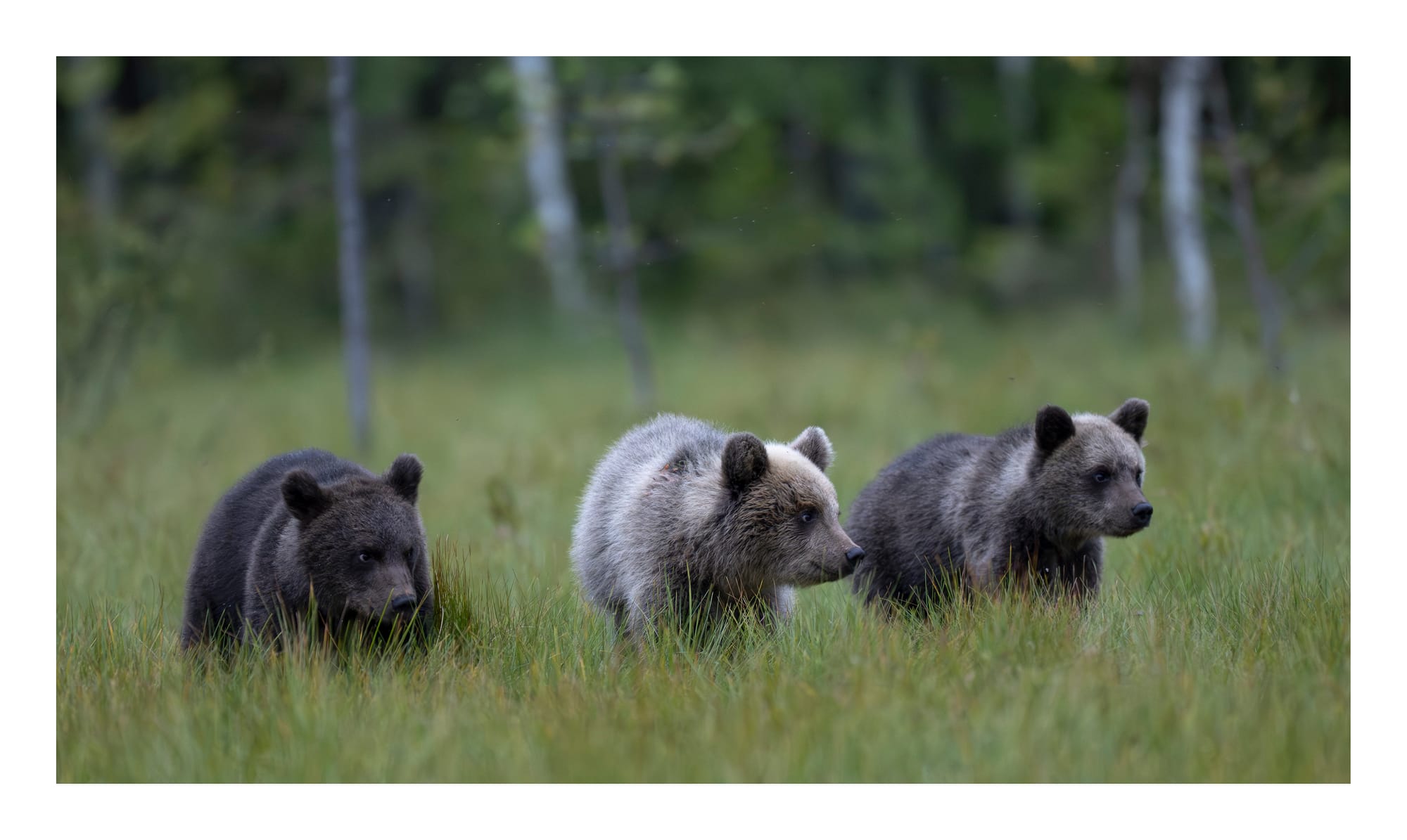 Bears