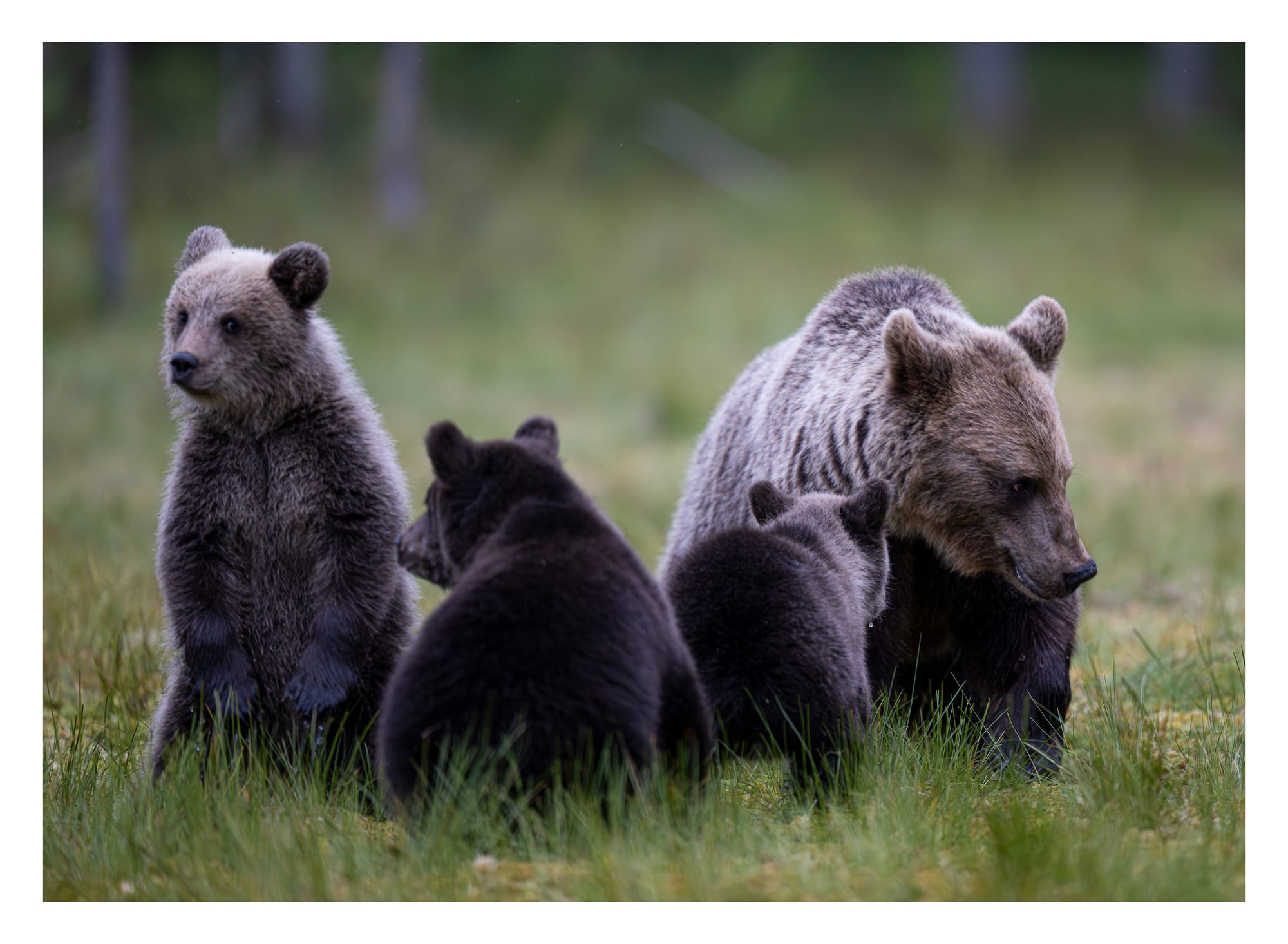 Bears