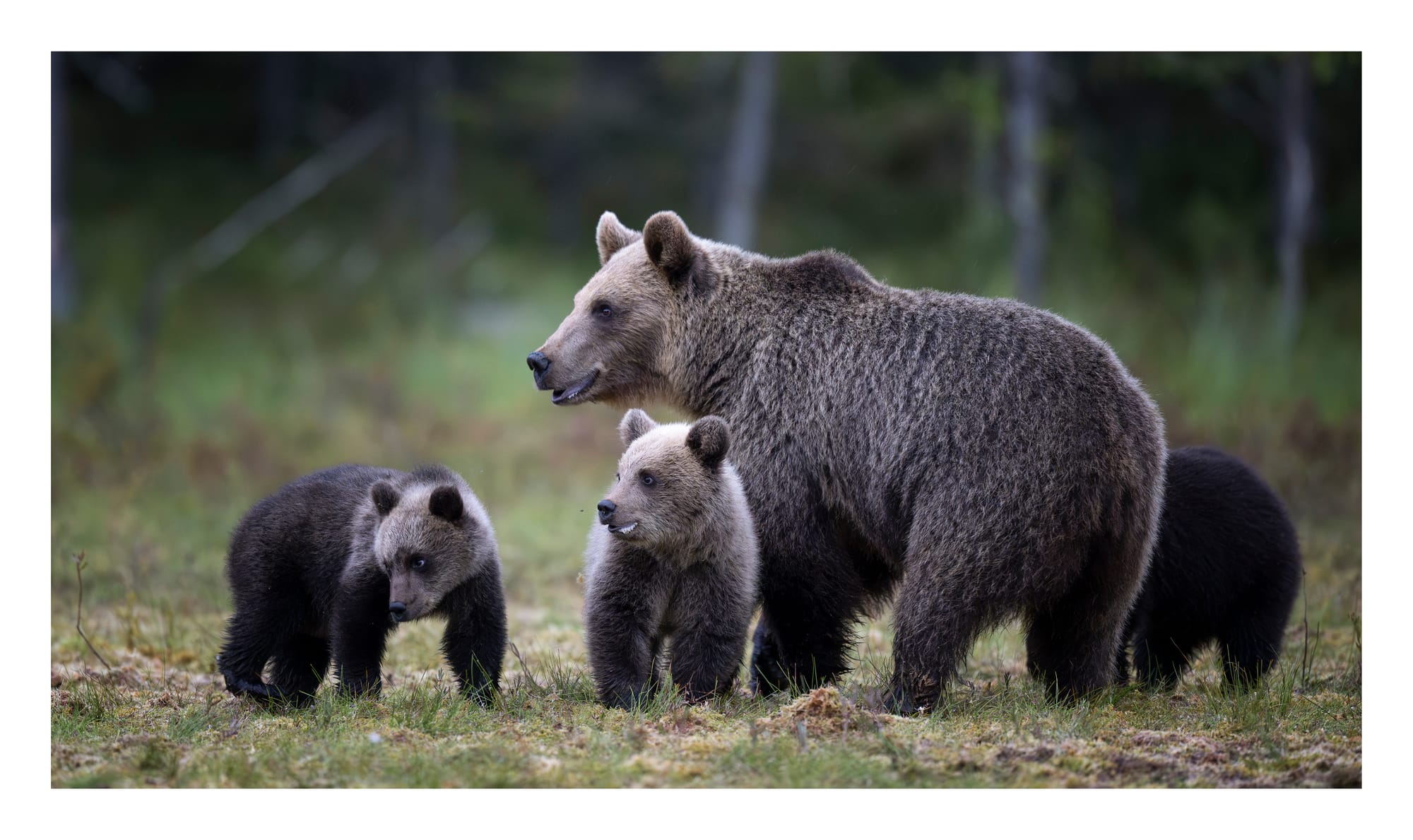 Bears