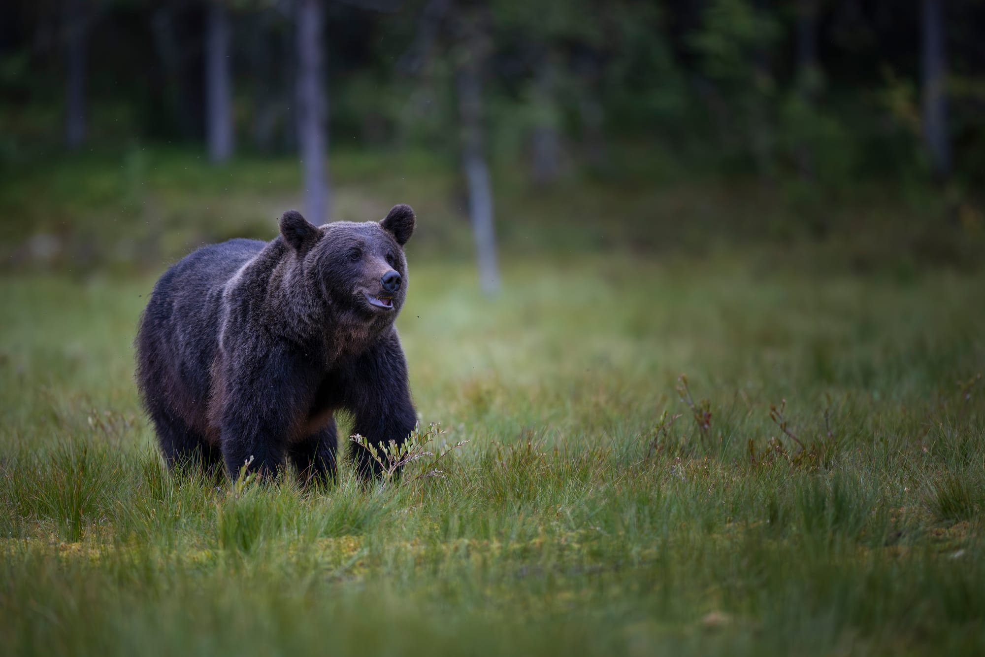 Bears