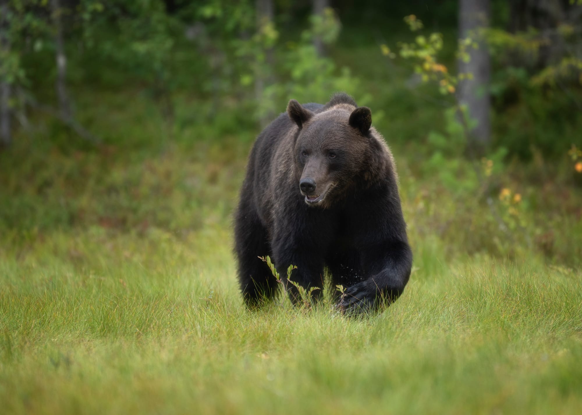Bears