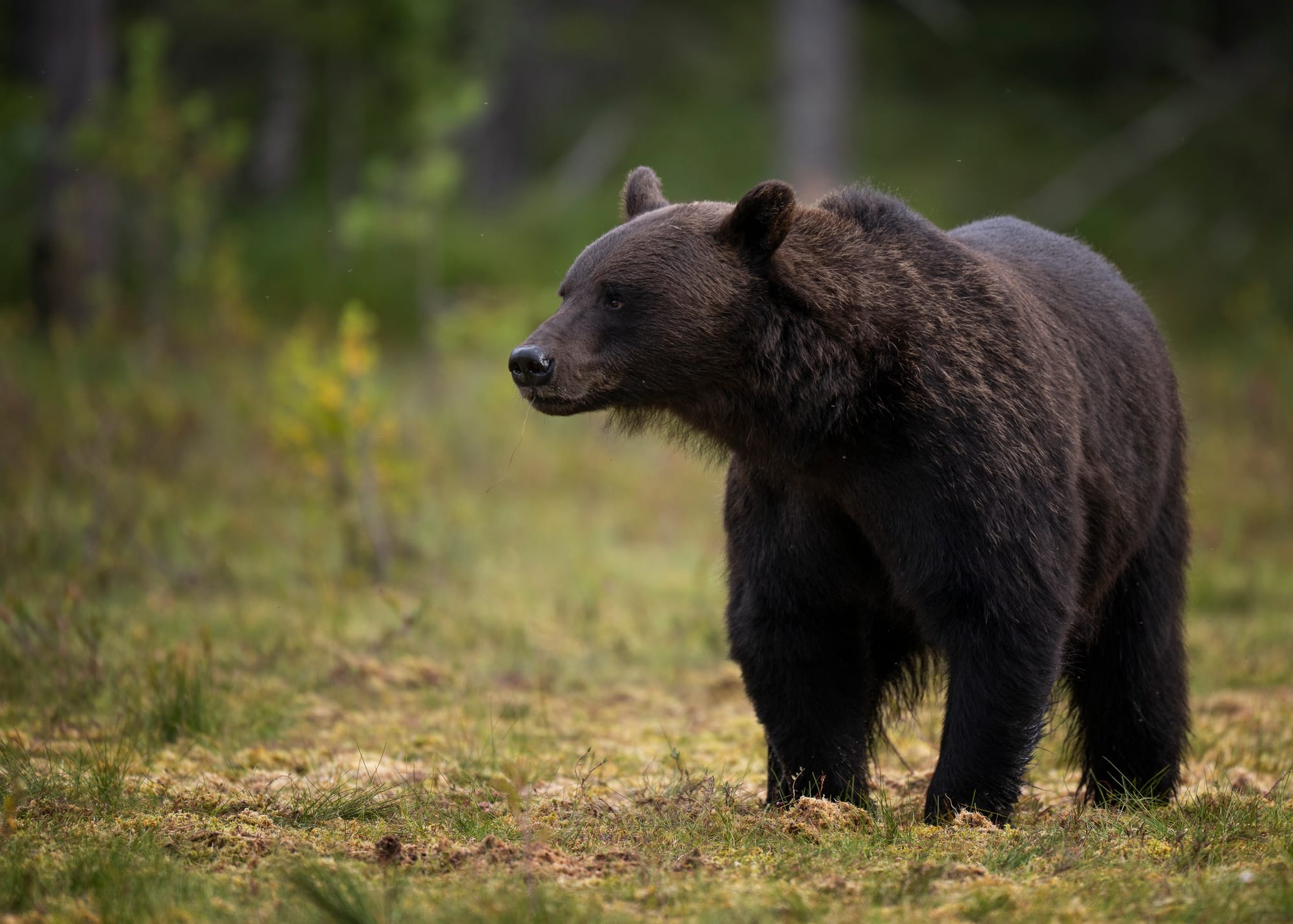 Bears