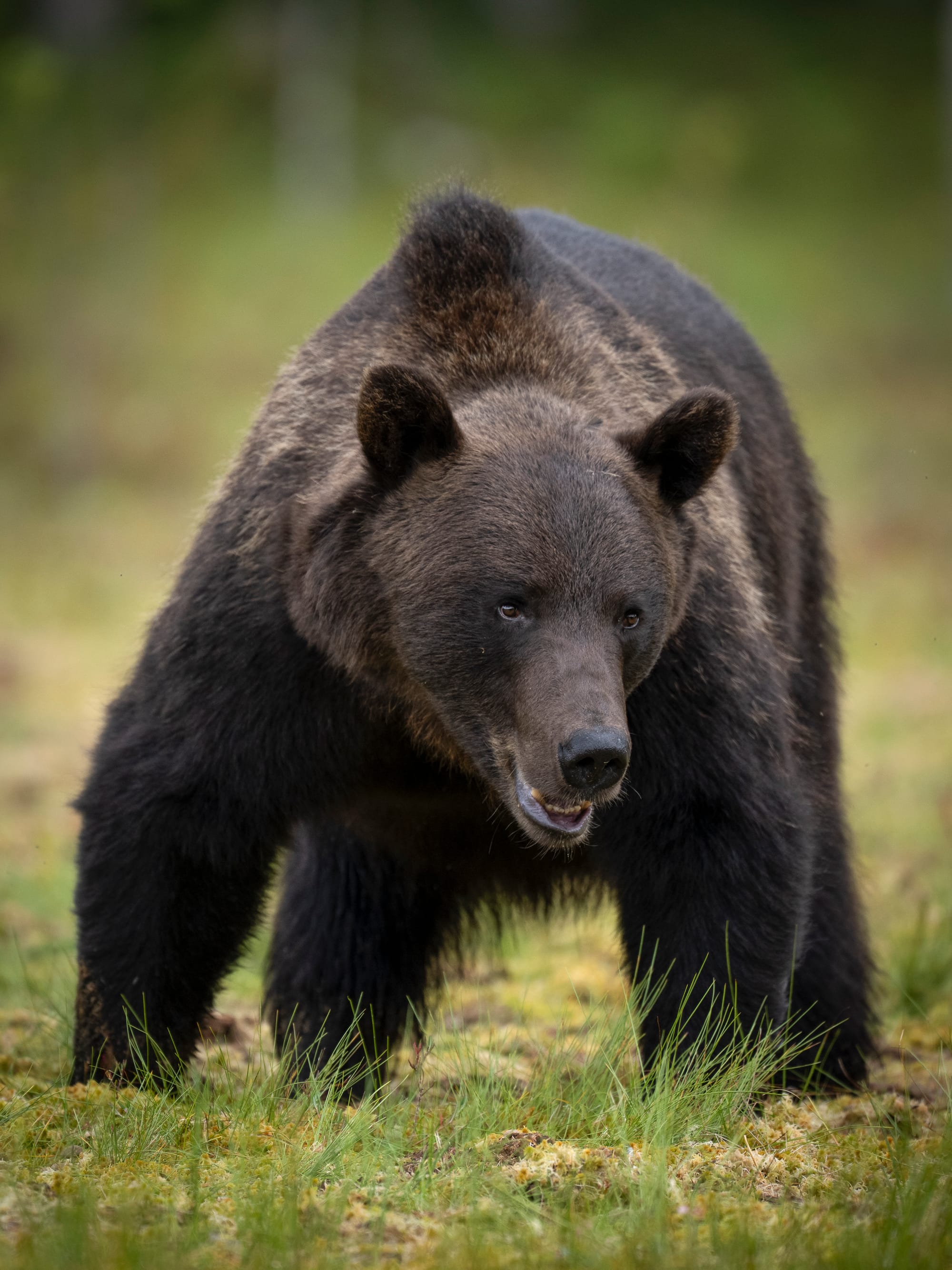 Bears