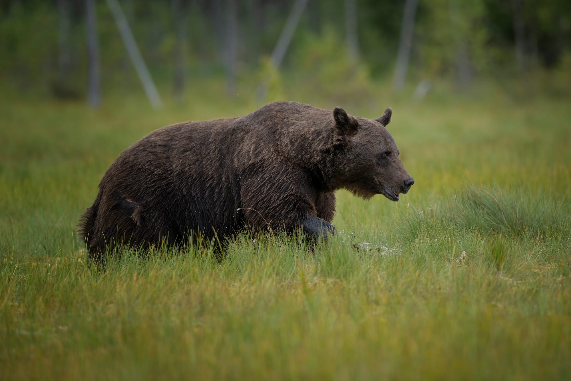 Bears
