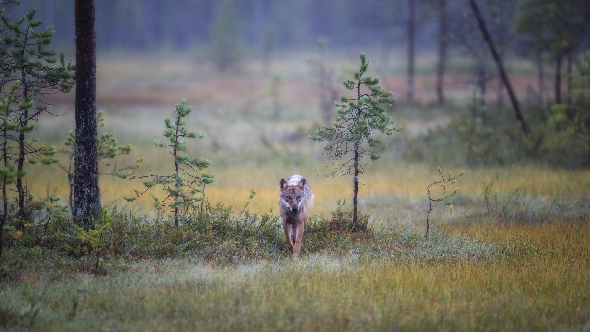 Wolves & Woverines