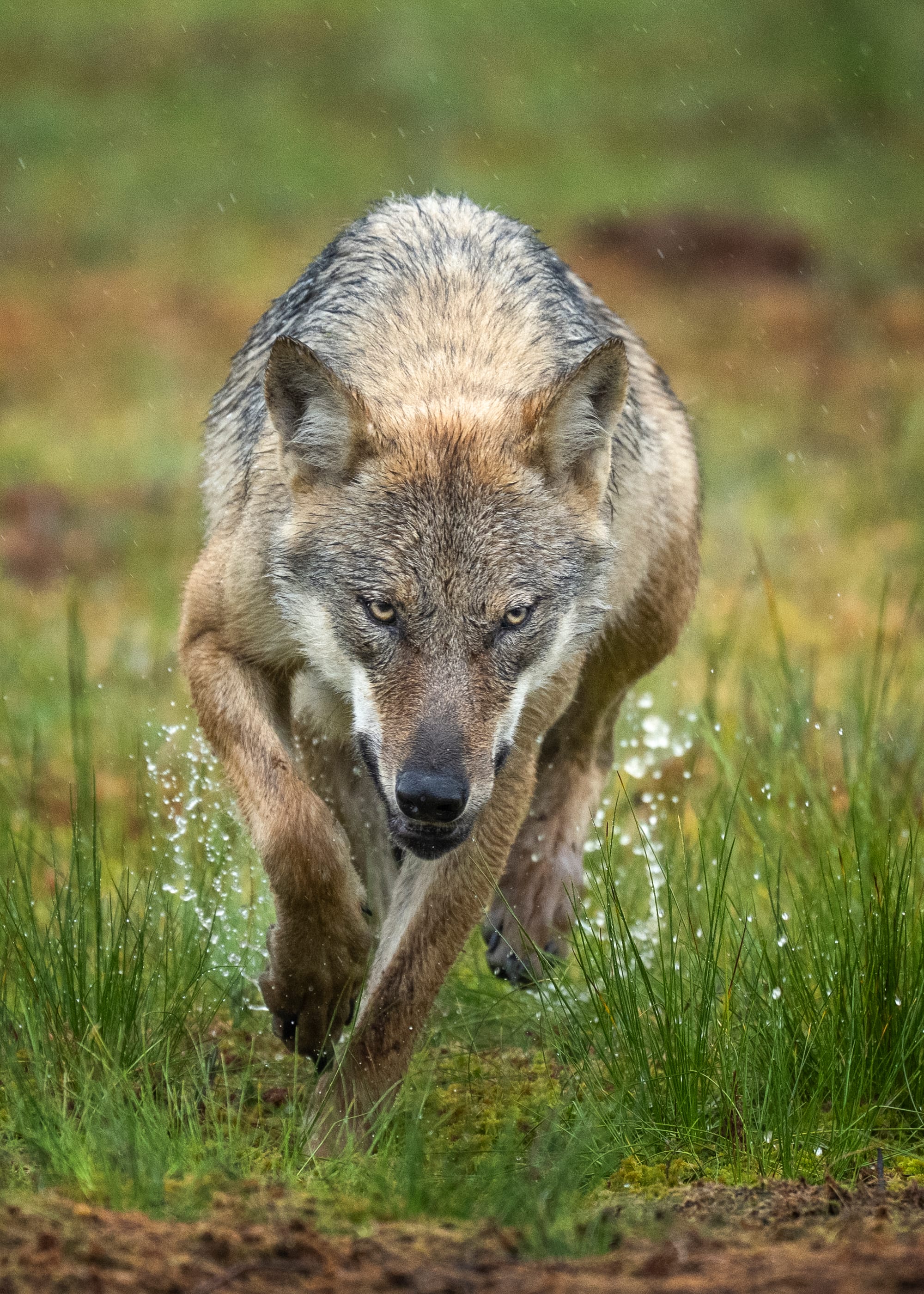 Wolves & Woverines