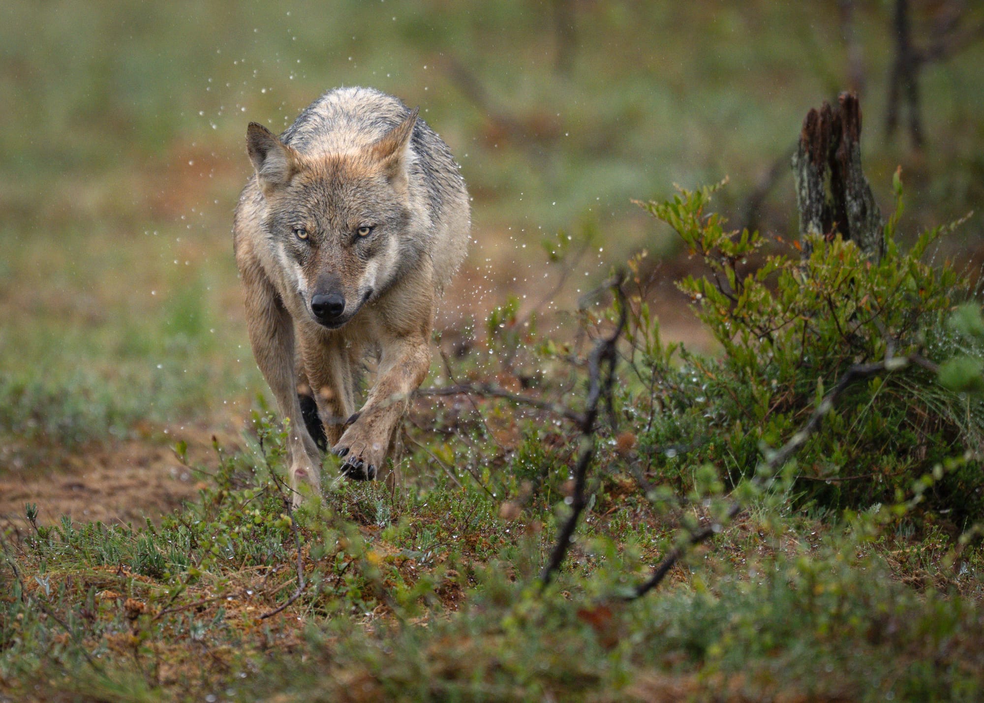 Wolves & Woverines