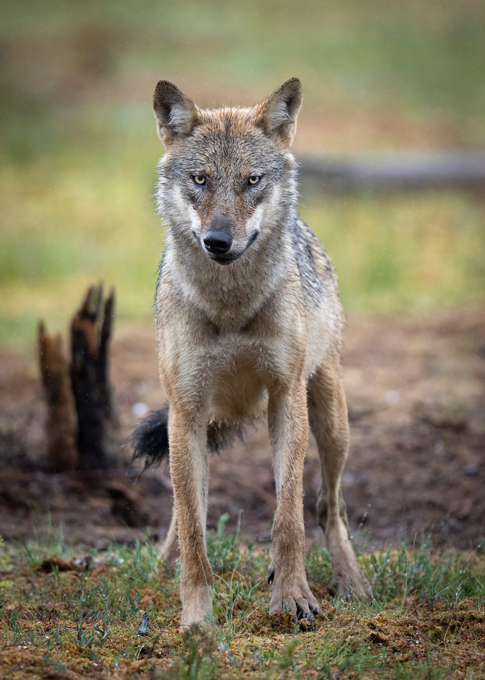 Wolves & Woverines