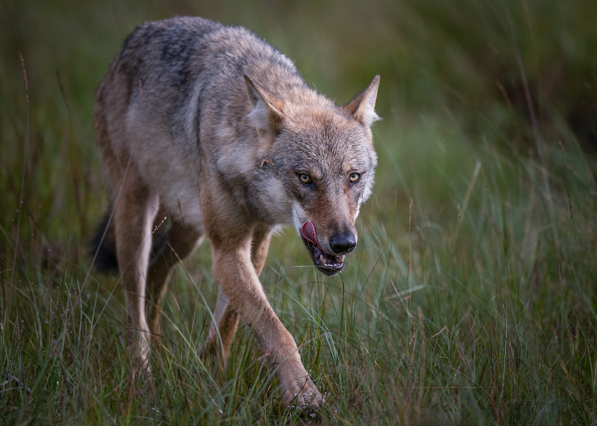 Wolves & Woverines
