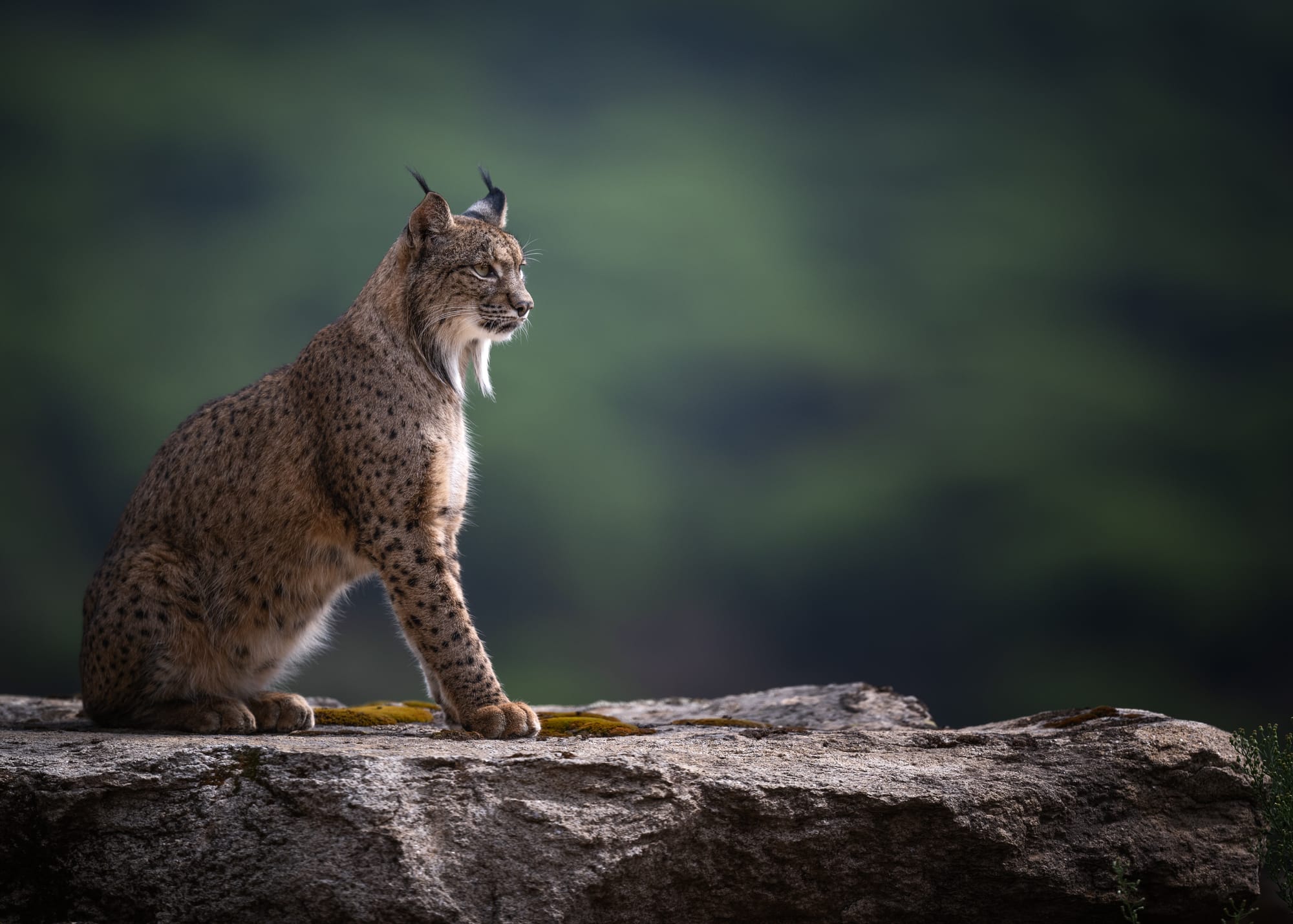 Iberian Lynx