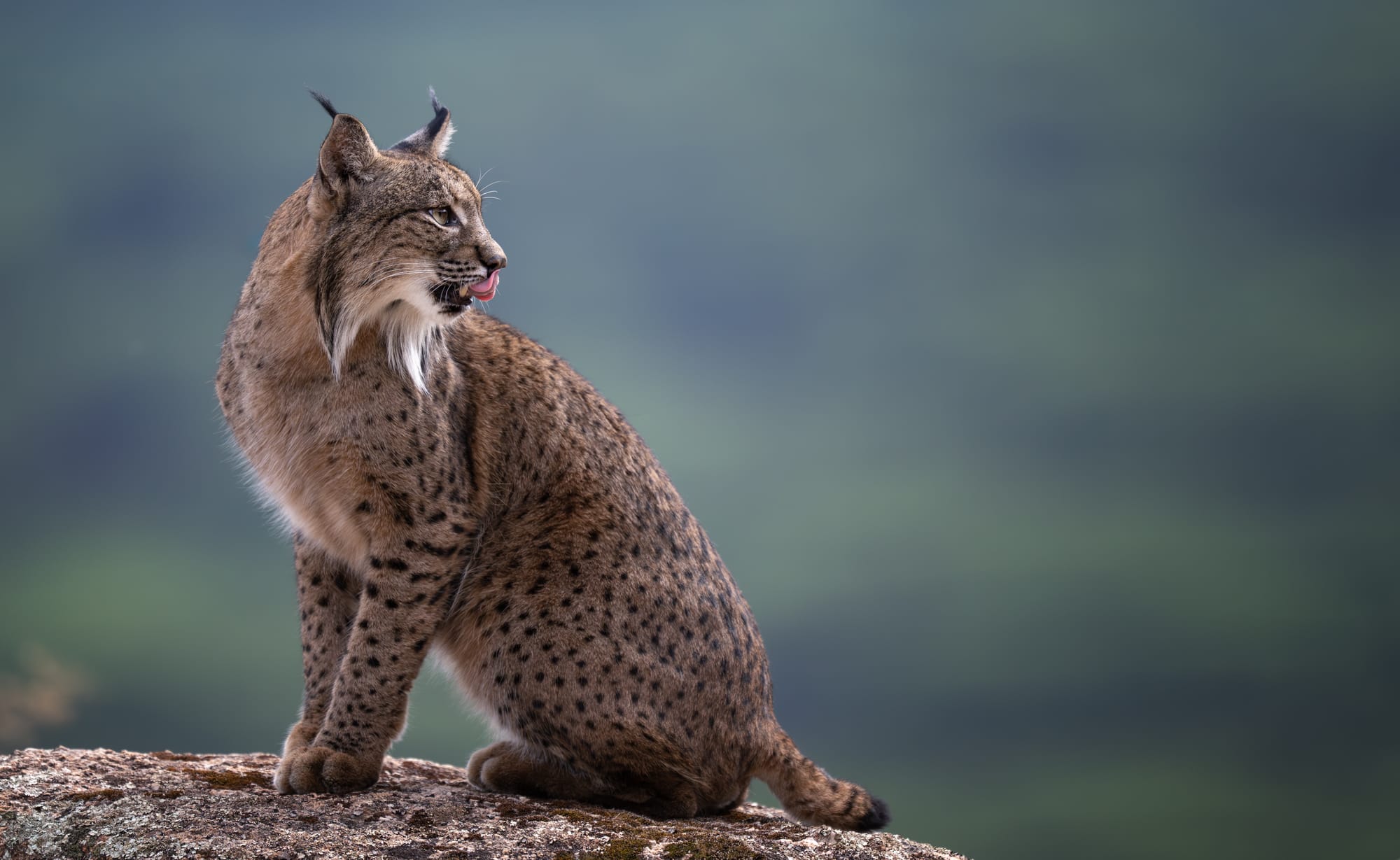 Iberian Lynx