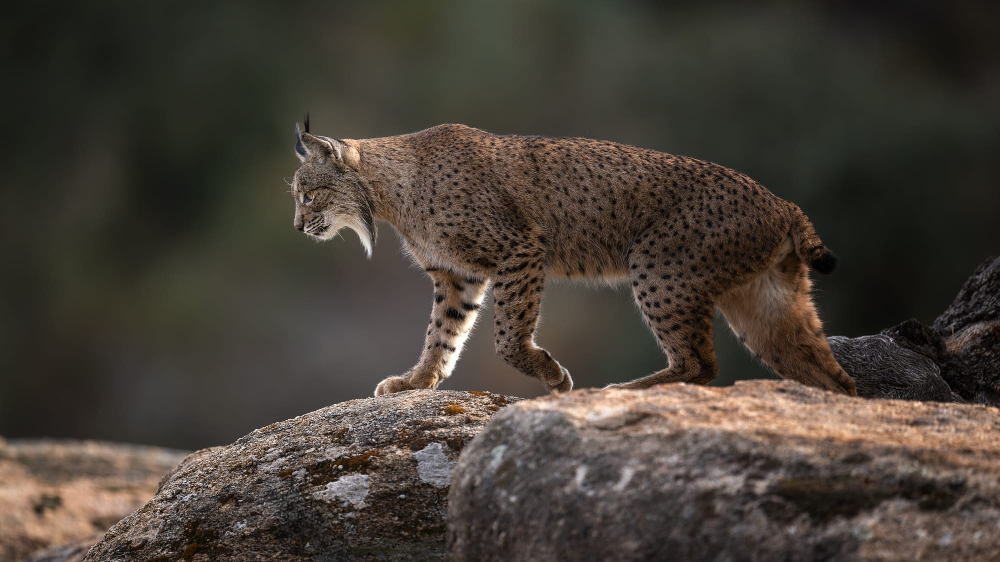Iberian Lynx