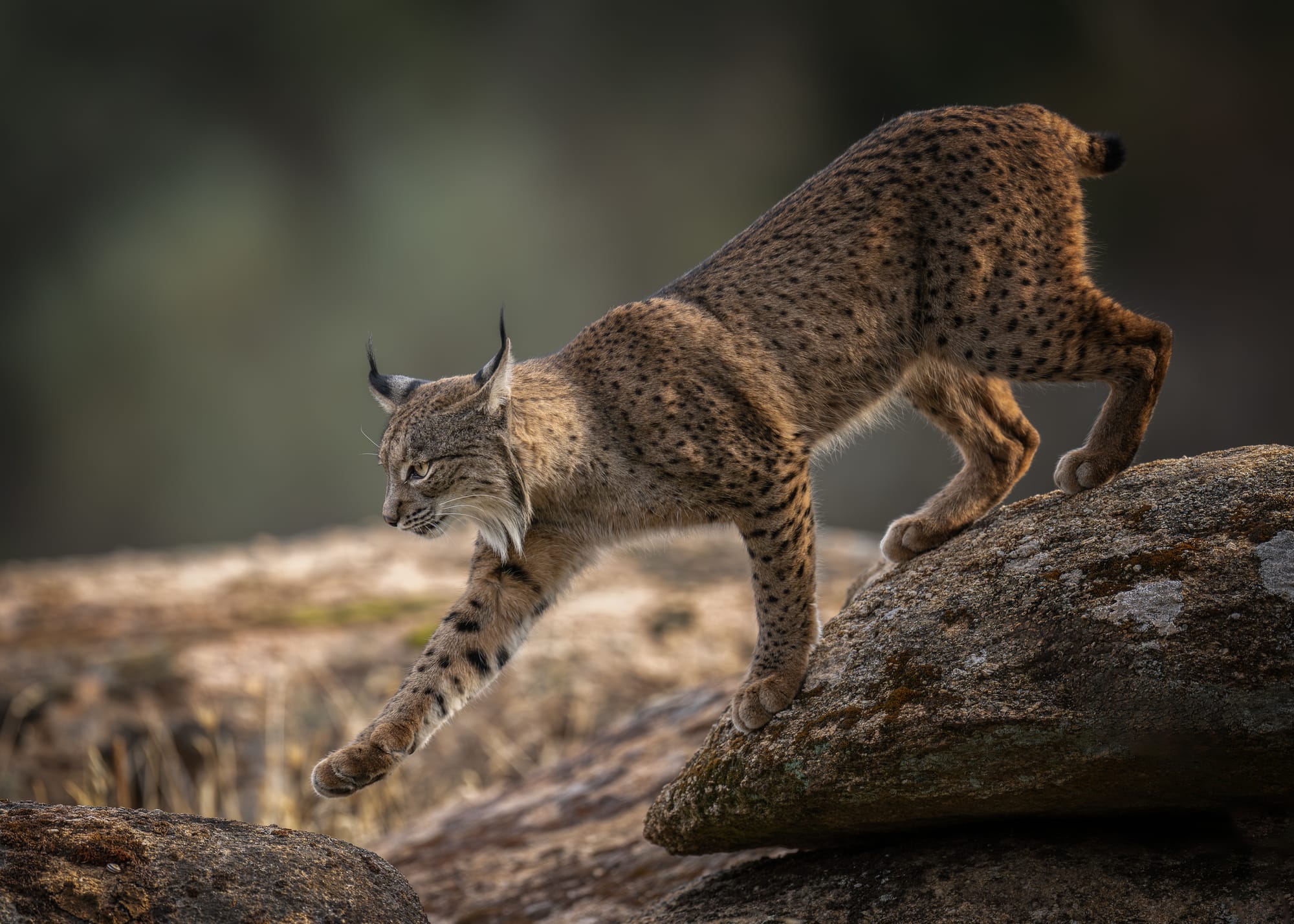 Iberian Lynx