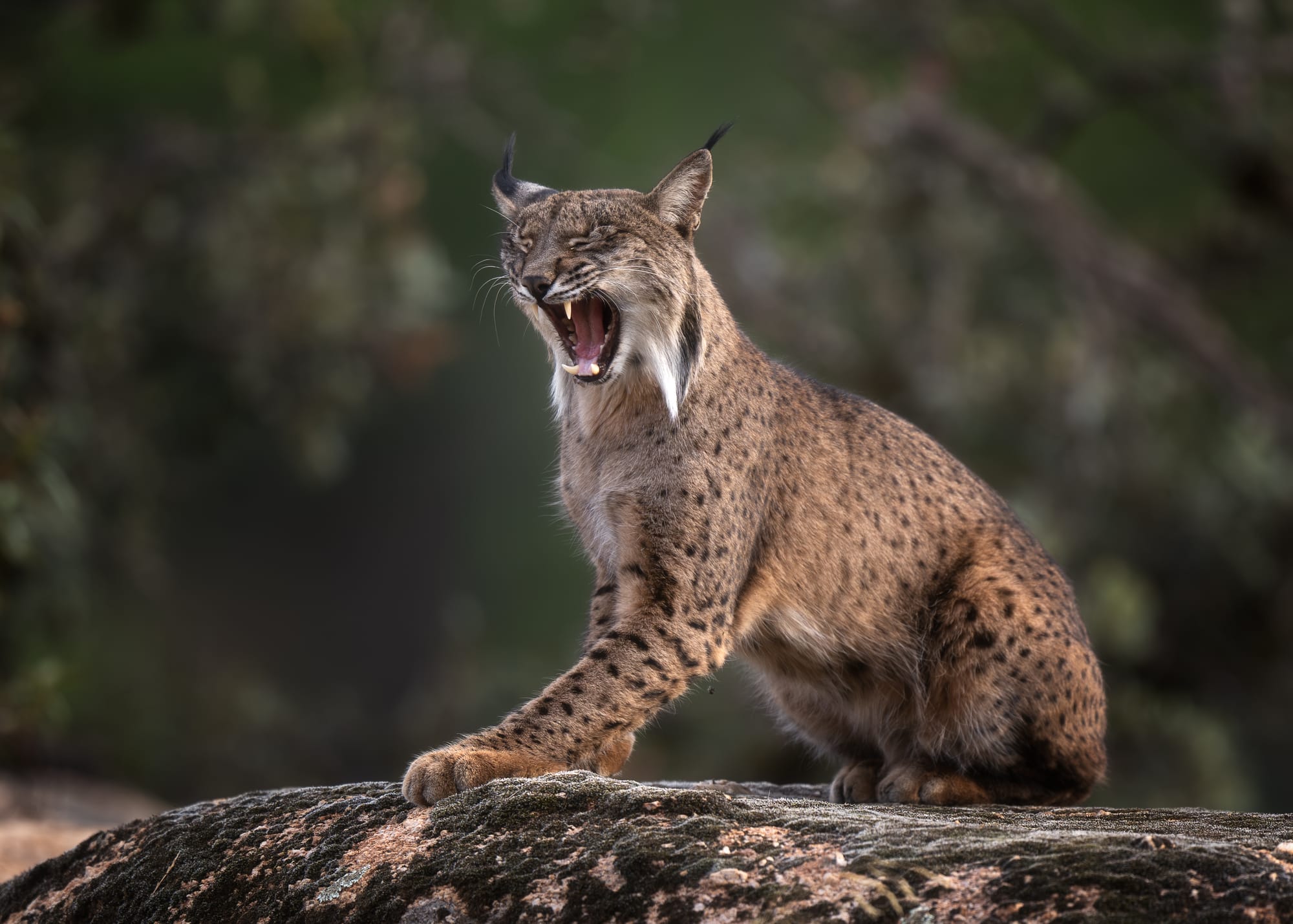 Iberian Lynx