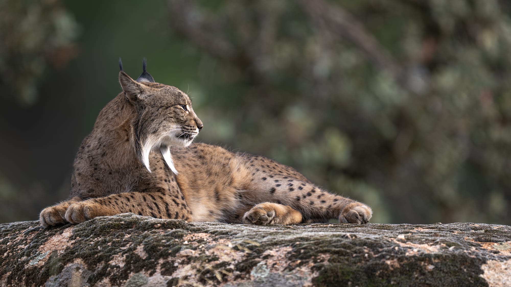 Iberian Lynx